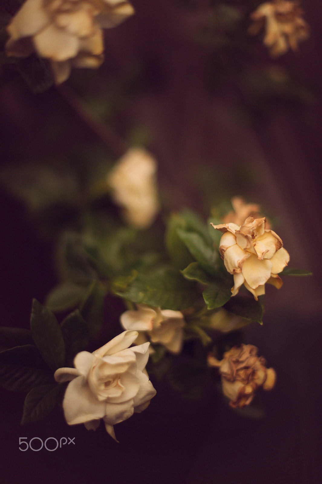 Nikon D4S + Nikon AF-S Nikkor 50mm F1.4G sample photo. Dying flowers photography