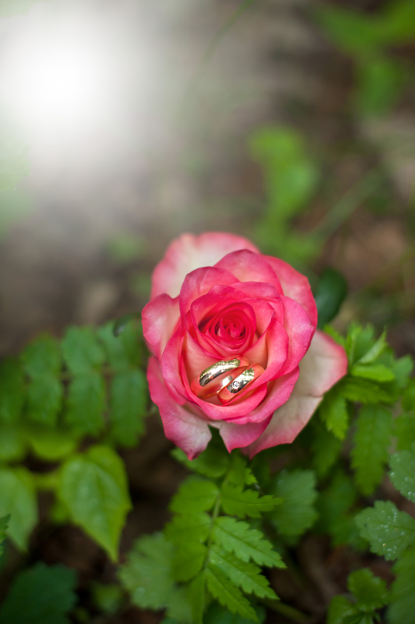 Nikon D3 + Nikon AF-S Nikkor 50mm F1.4G sample photo. Rings showing photography
