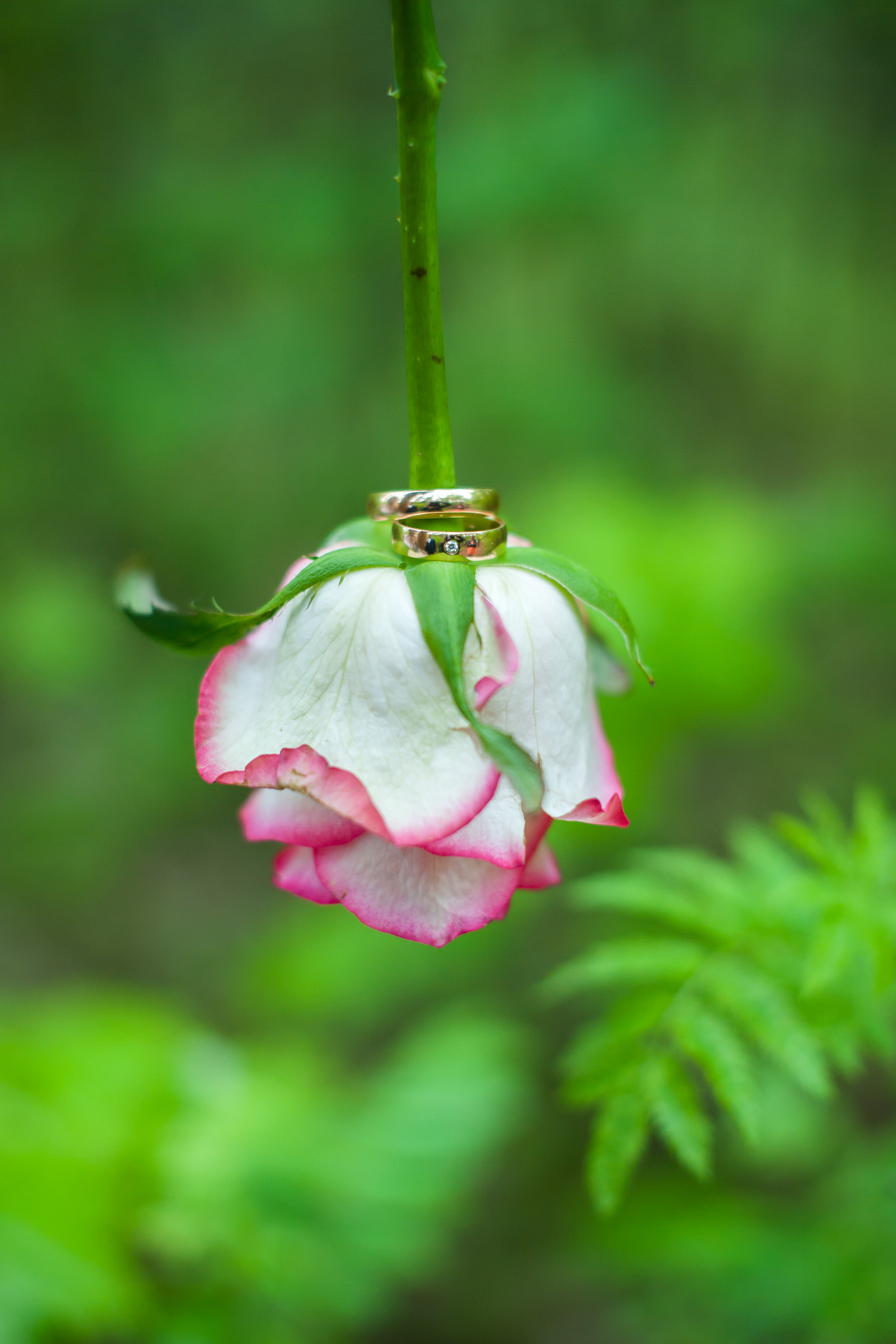 Nikon D3 + Nikon AF-S Nikkor 50mm F1.4G sample photo. Rings showing photography