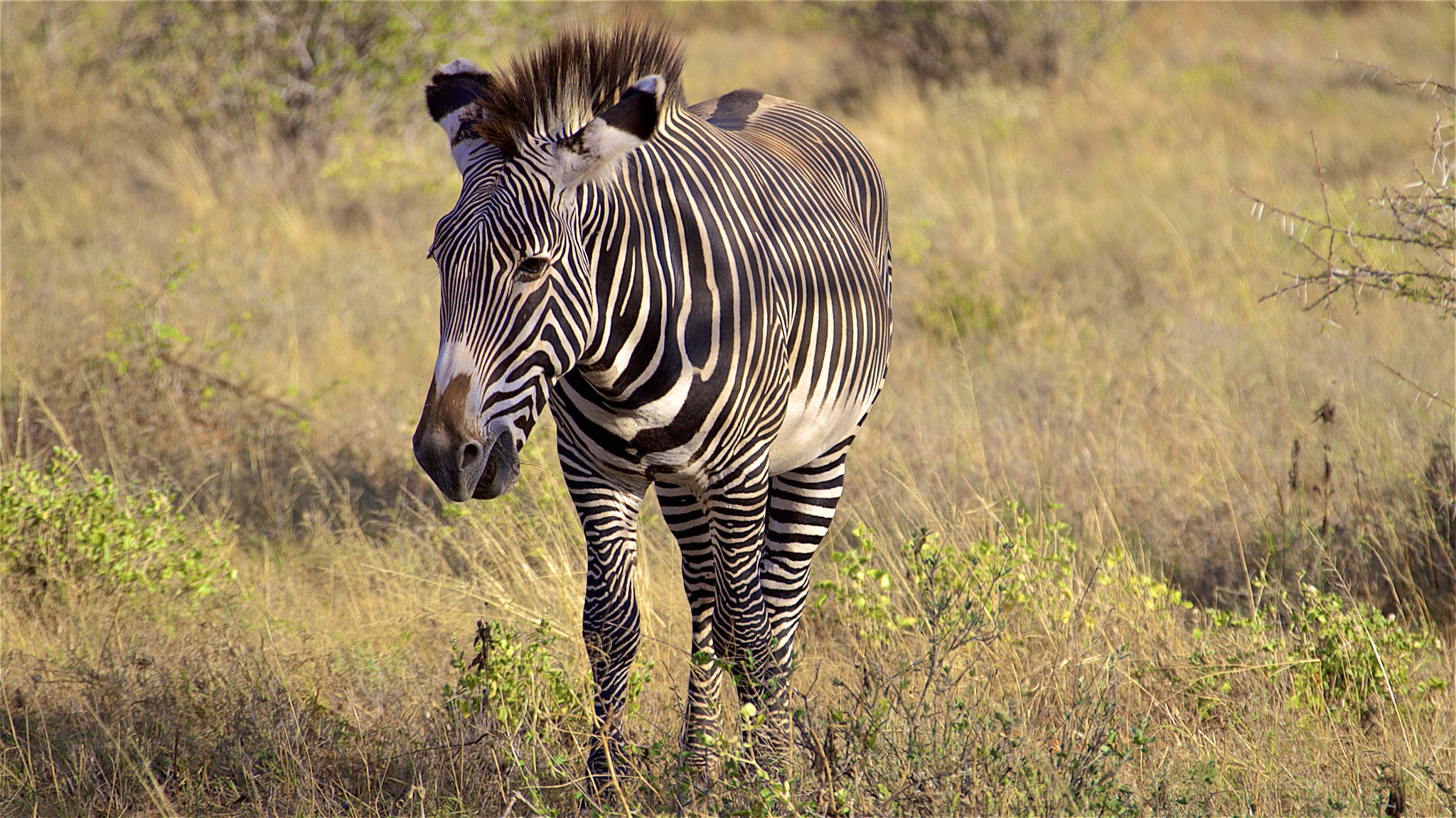 Canon EF 28-300mm F3.5-5.6L IS USM sample photo. Zebra_shewing photography