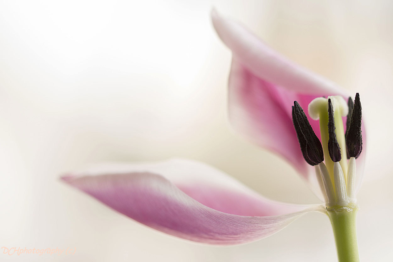 Canon EF 100mm F2.8L Macro IS USM sample photo. Soft pink photography