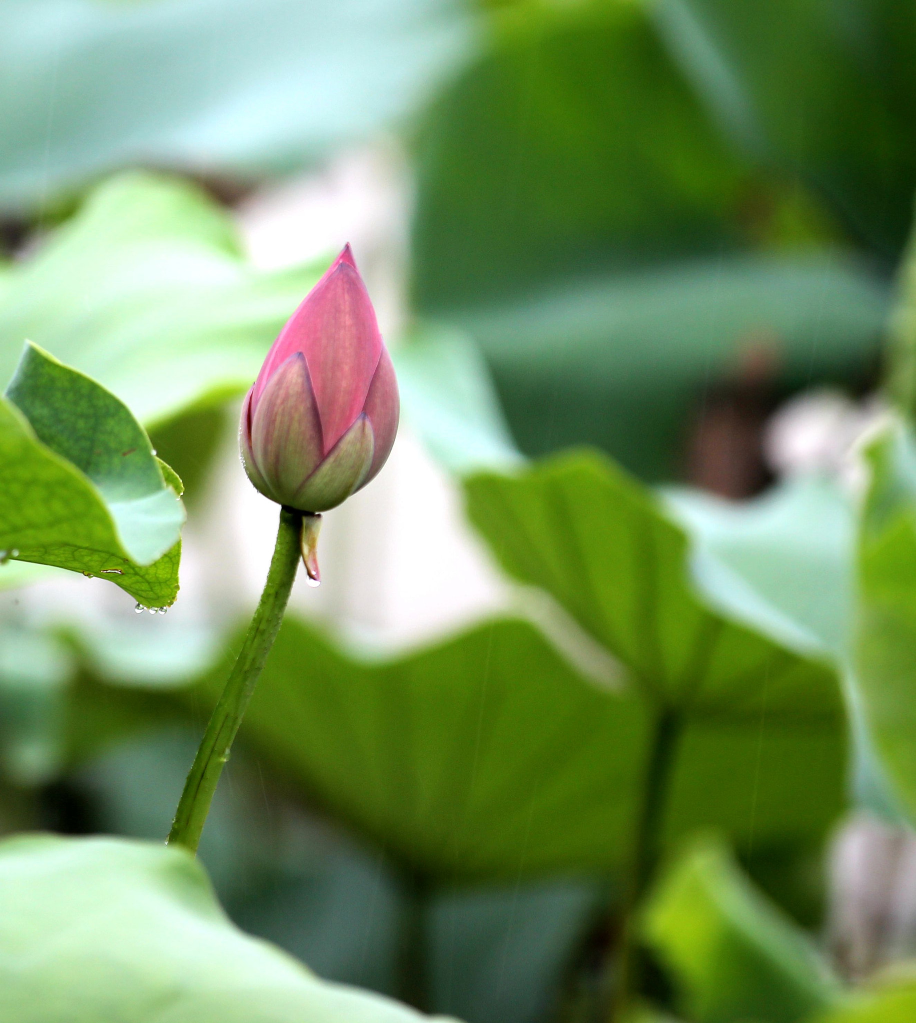 Canon EOS 600D (Rebel EOS T3i / EOS Kiss X5) + Canon EF 70-200mm F2.8L IS II USM sample photo. A tiny bud comes out of the little lotus photography