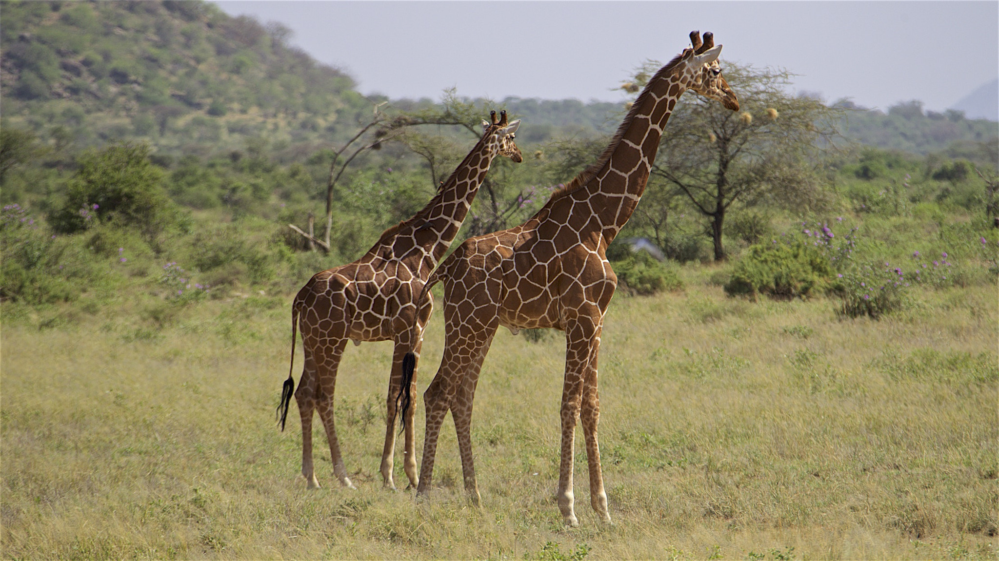 Canon EF 28-300mm F3.5-5.6L IS USM sample photo. Giraffe photography
