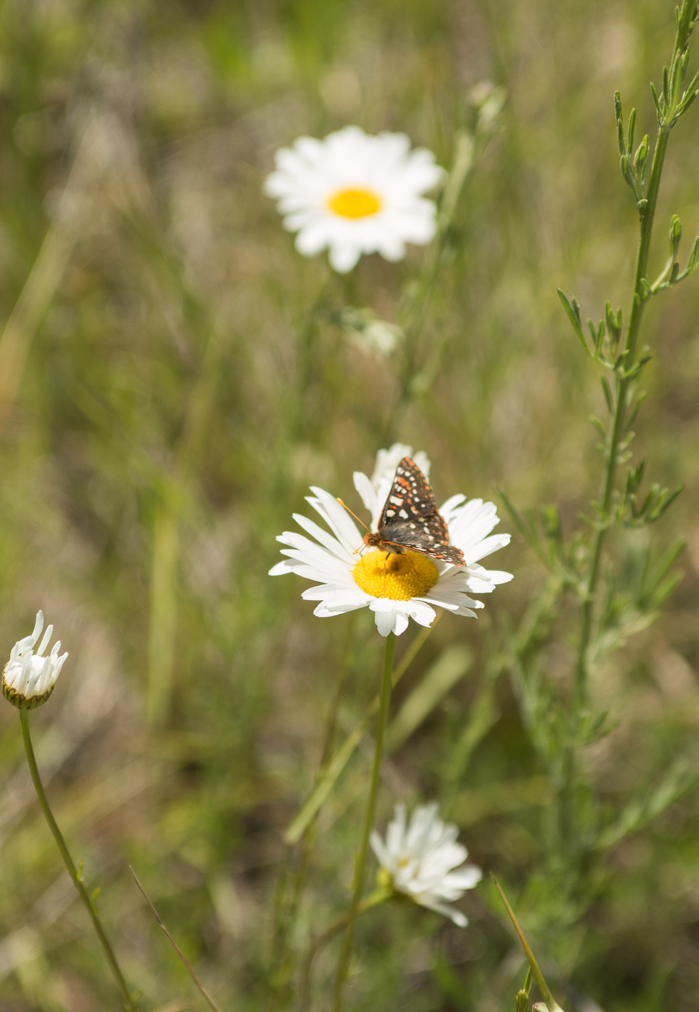 Minolta AF 28-70mm F2.8 G sample photo. Flower pod photography