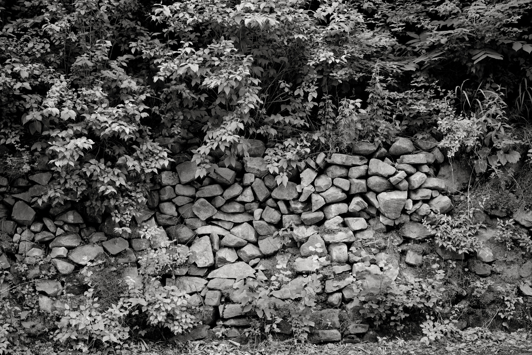 Leica APO-Summicron-M 50mm F2 ASPH sample photo. Stone-1 photography