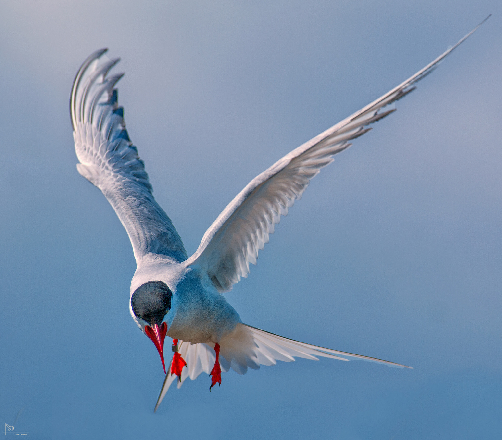 Pentax K-7 sample photo. Tern photography