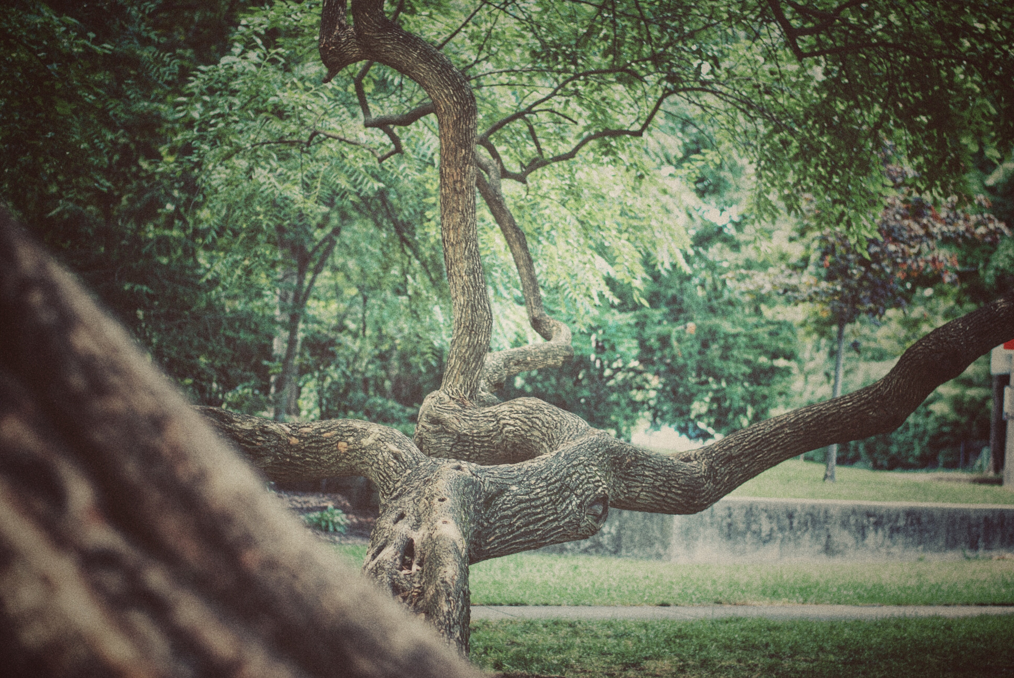 Nikon D80 + Nikon AF-S Nikkor 50mm F1.8G sample photo. Trunk photography