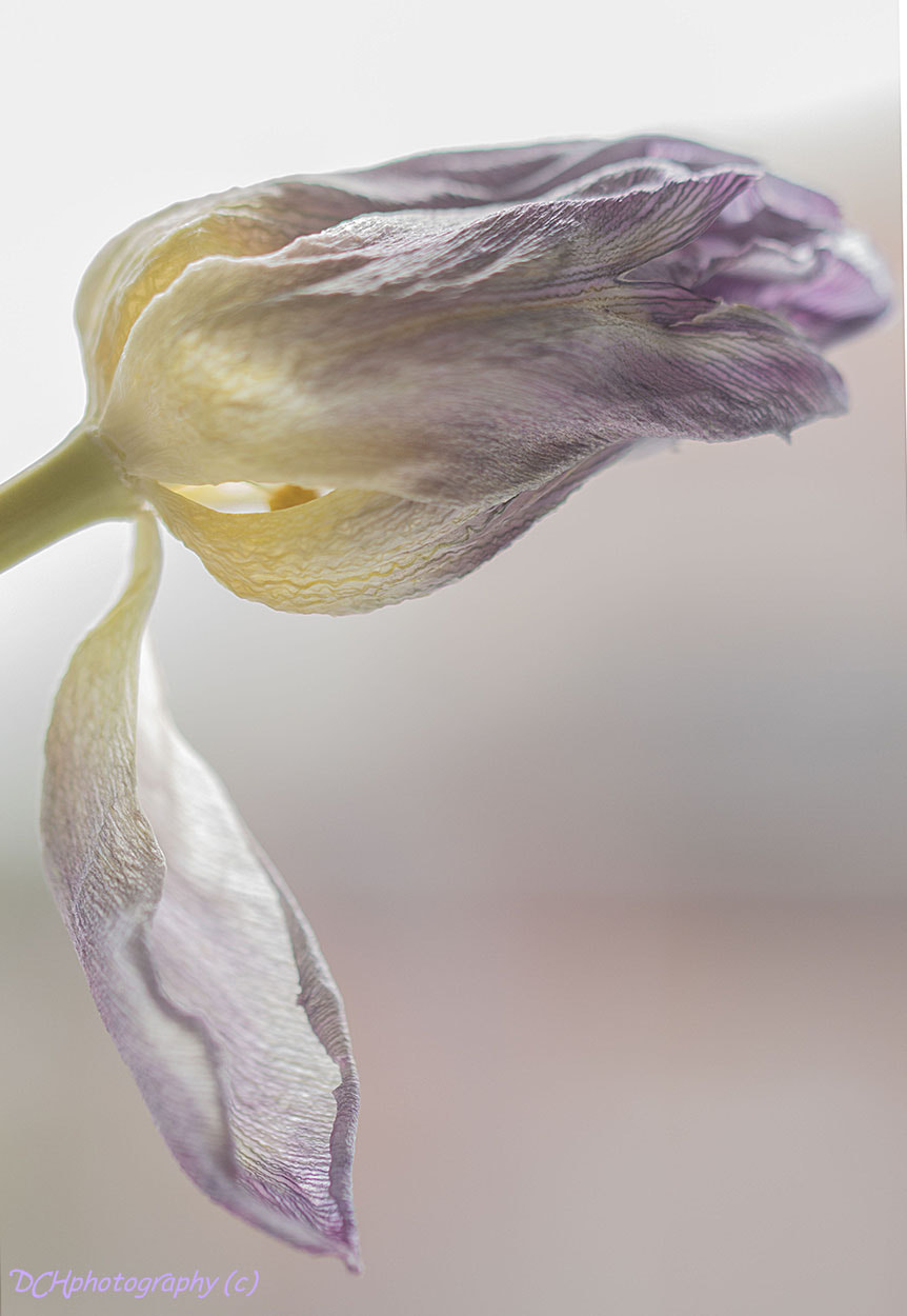 Canon EF 100mm F2.8L Macro IS USM sample photo. Ready to drop photography