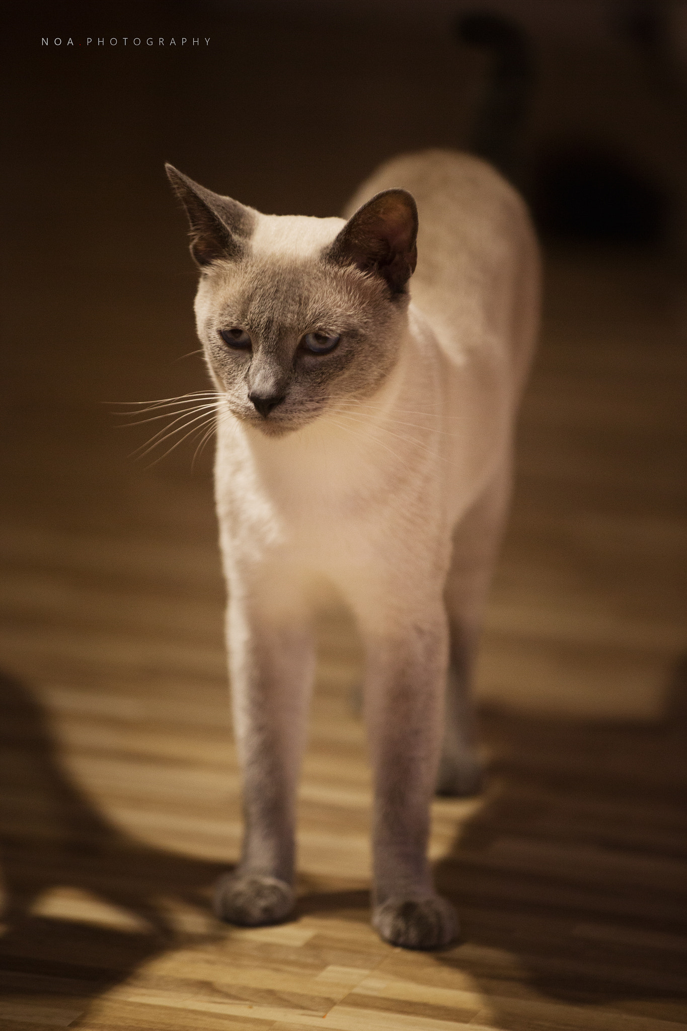Canon EF 80-200mm f/2.8L sample photo
