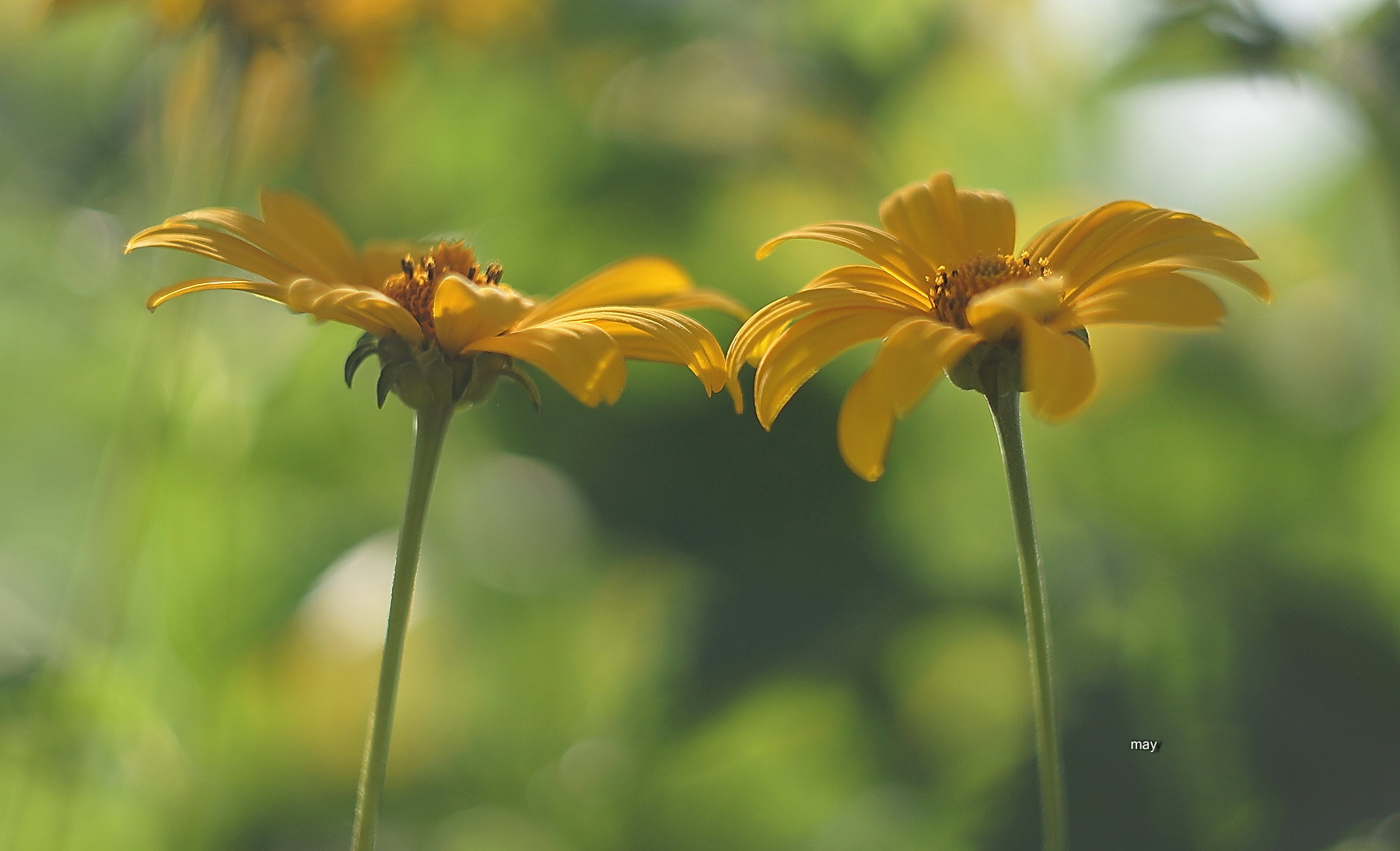 Sony SLT-A65 (SLT-A65V) + Minolta AF 50mm F1.7 sample photo. Soft touch.. photography