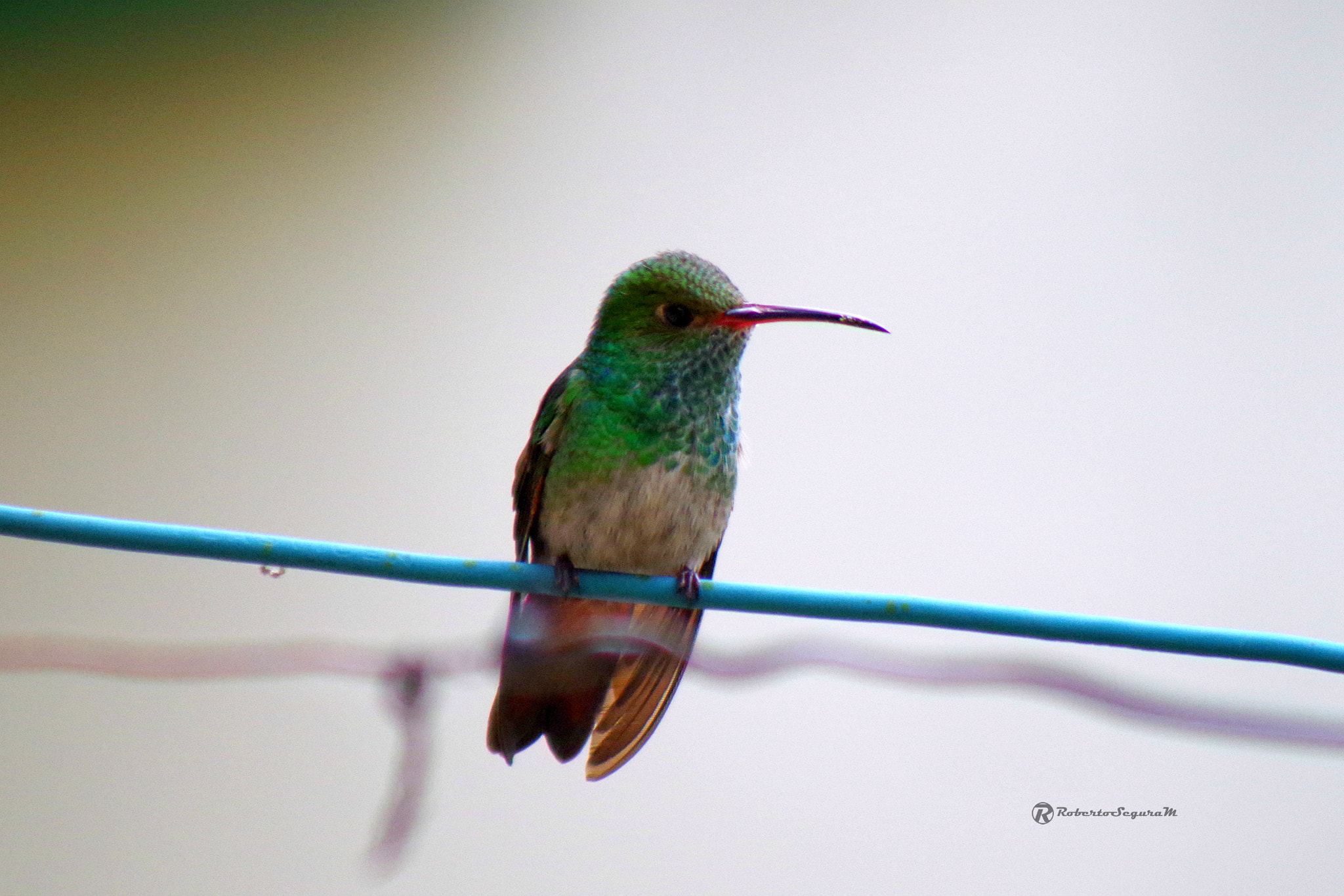 smc PENTAX-FA 80-320mm F4.5-5.6 sample photo. Green-crowned brilliant - heliodoxa jacula - photography