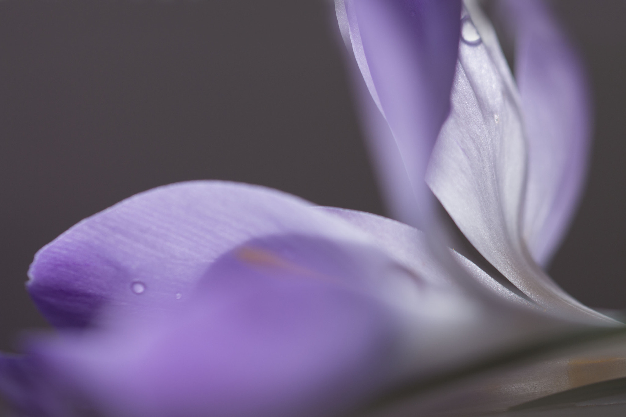Canon EF 100mm F2.8L Macro IS USM sample photo. Delicate photography