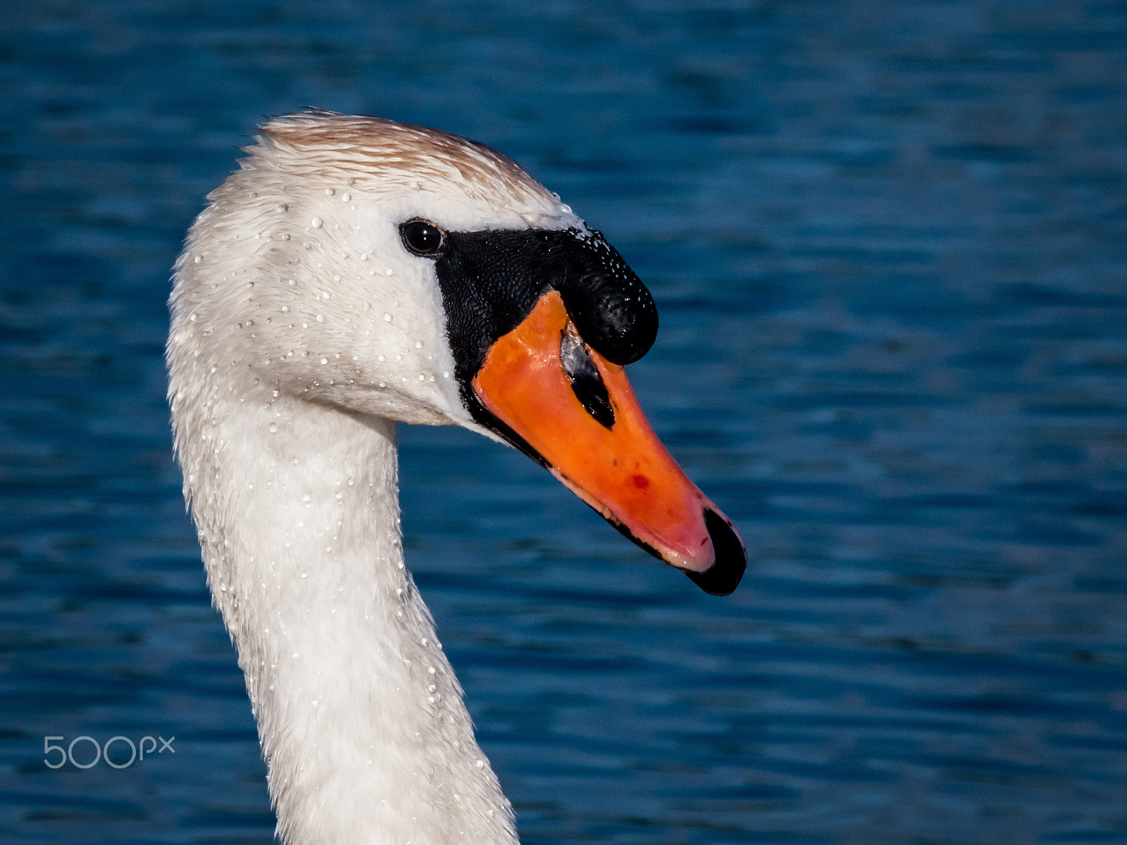 Olympus OM-D E-M5 II sample photo. Royal beauty photography