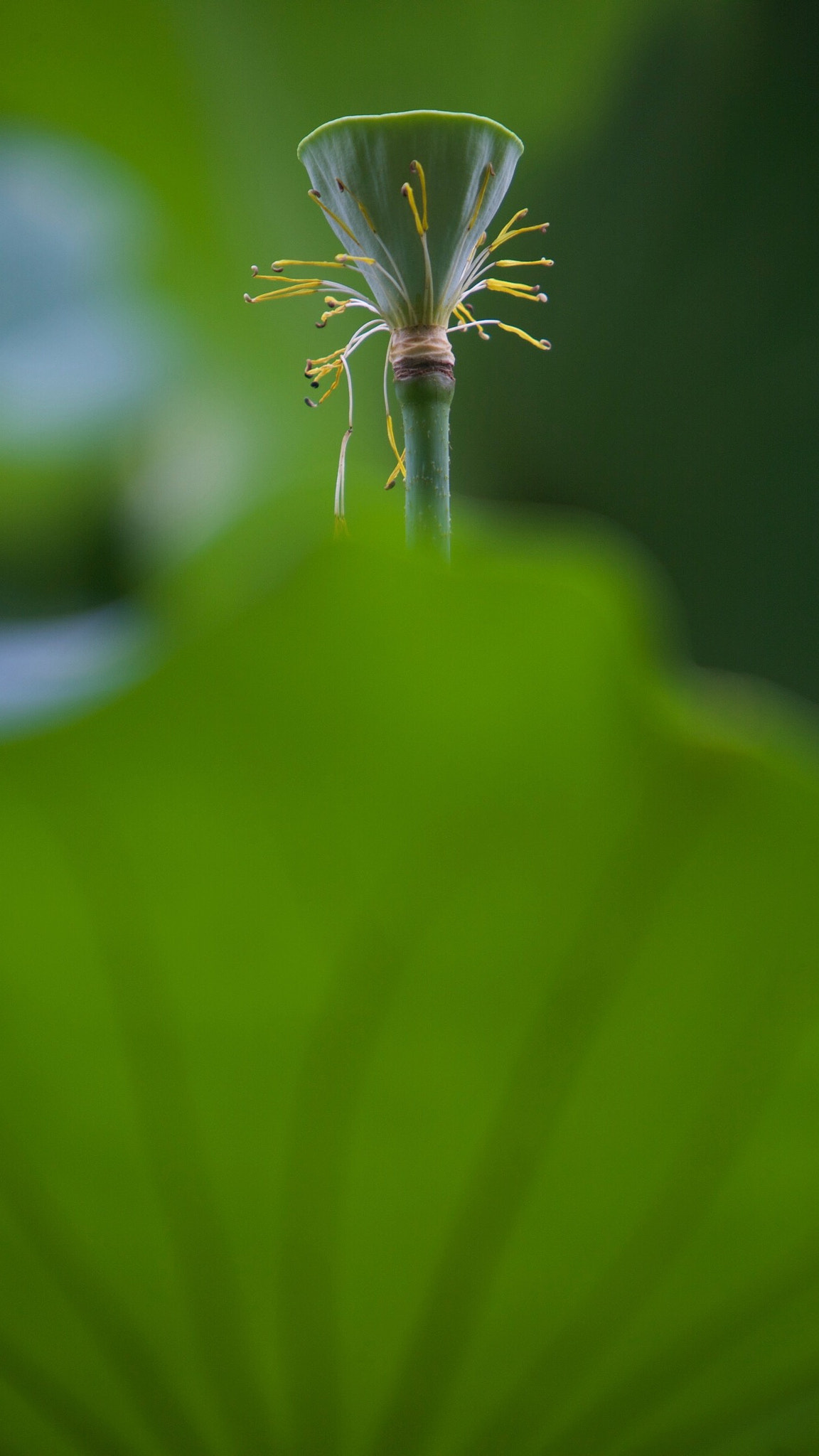 Canon EF 70-200mm F2.8L IS USM sample photo. Lotus photography