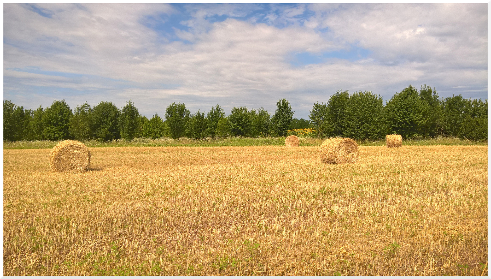Microsoft Lumia 640 XL sample photo. Summer photography