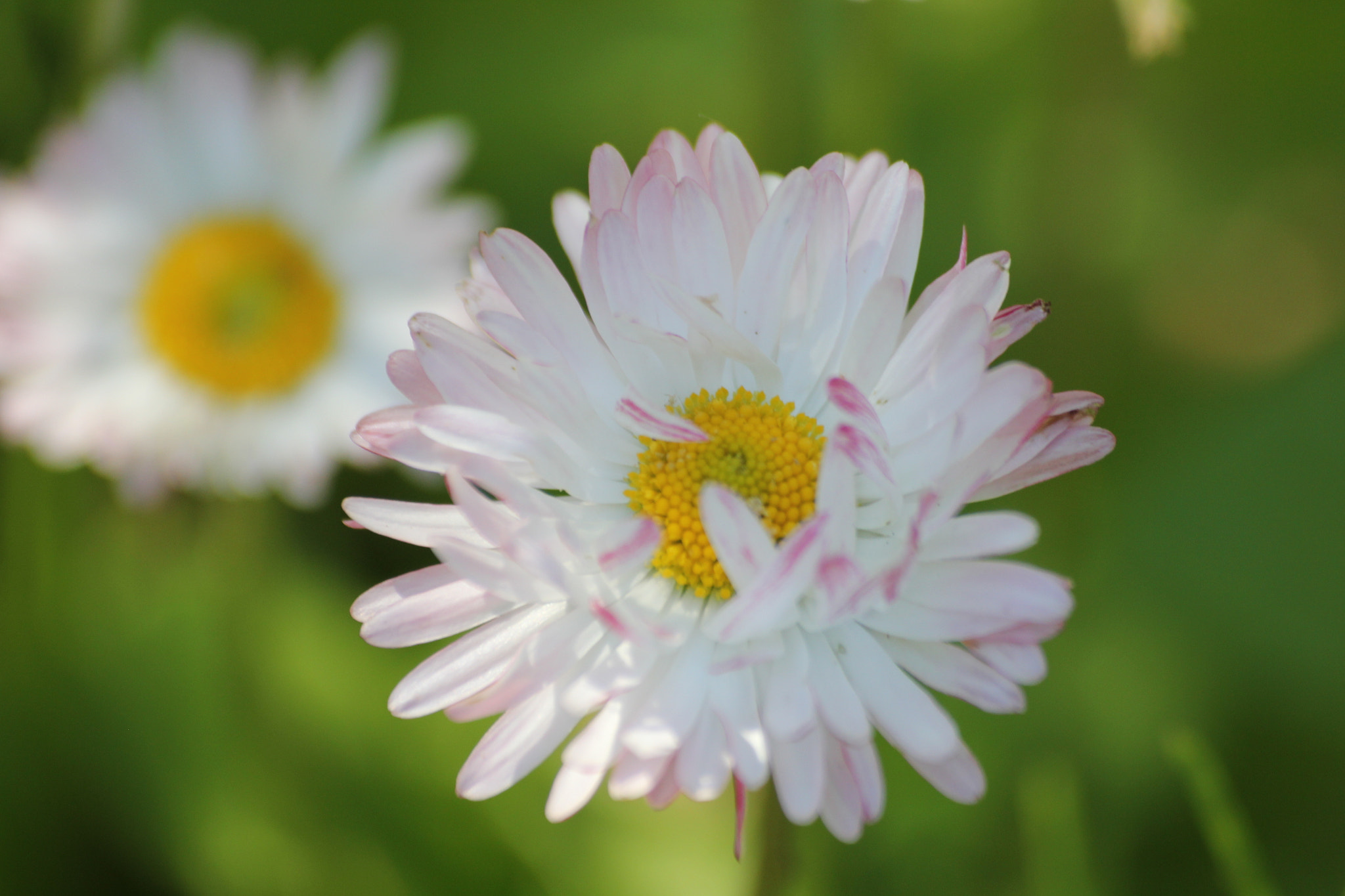 Sigma 70-300mm F4-5.6 APO DG Macro sample photo. Pink chamomile  photography