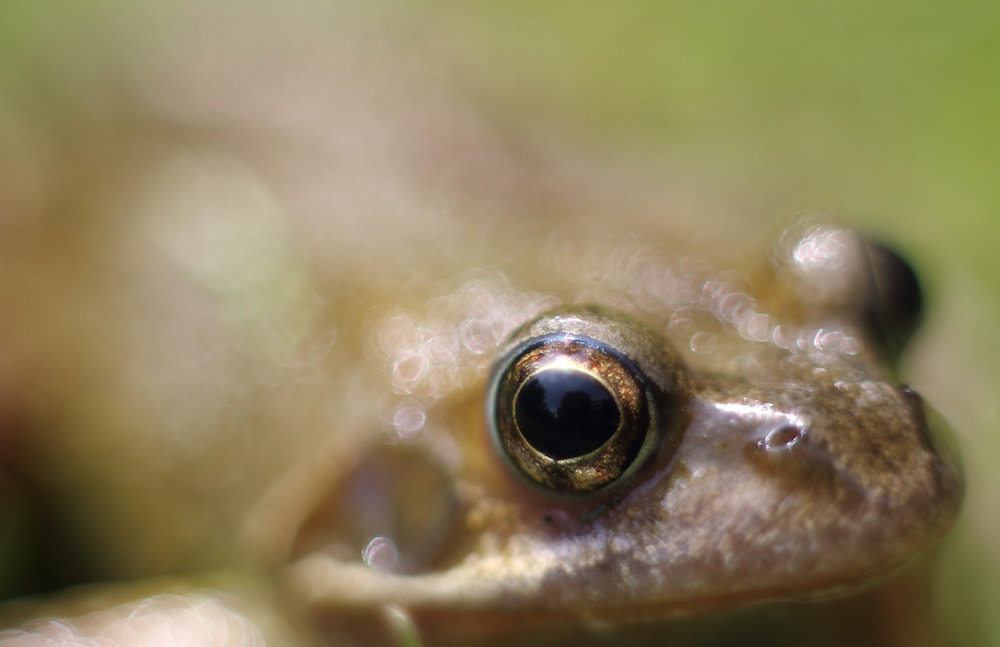 Canon EOS 7D Mark II + Canon EF 50mm F1.8 II sample photo. Glistening frog photography