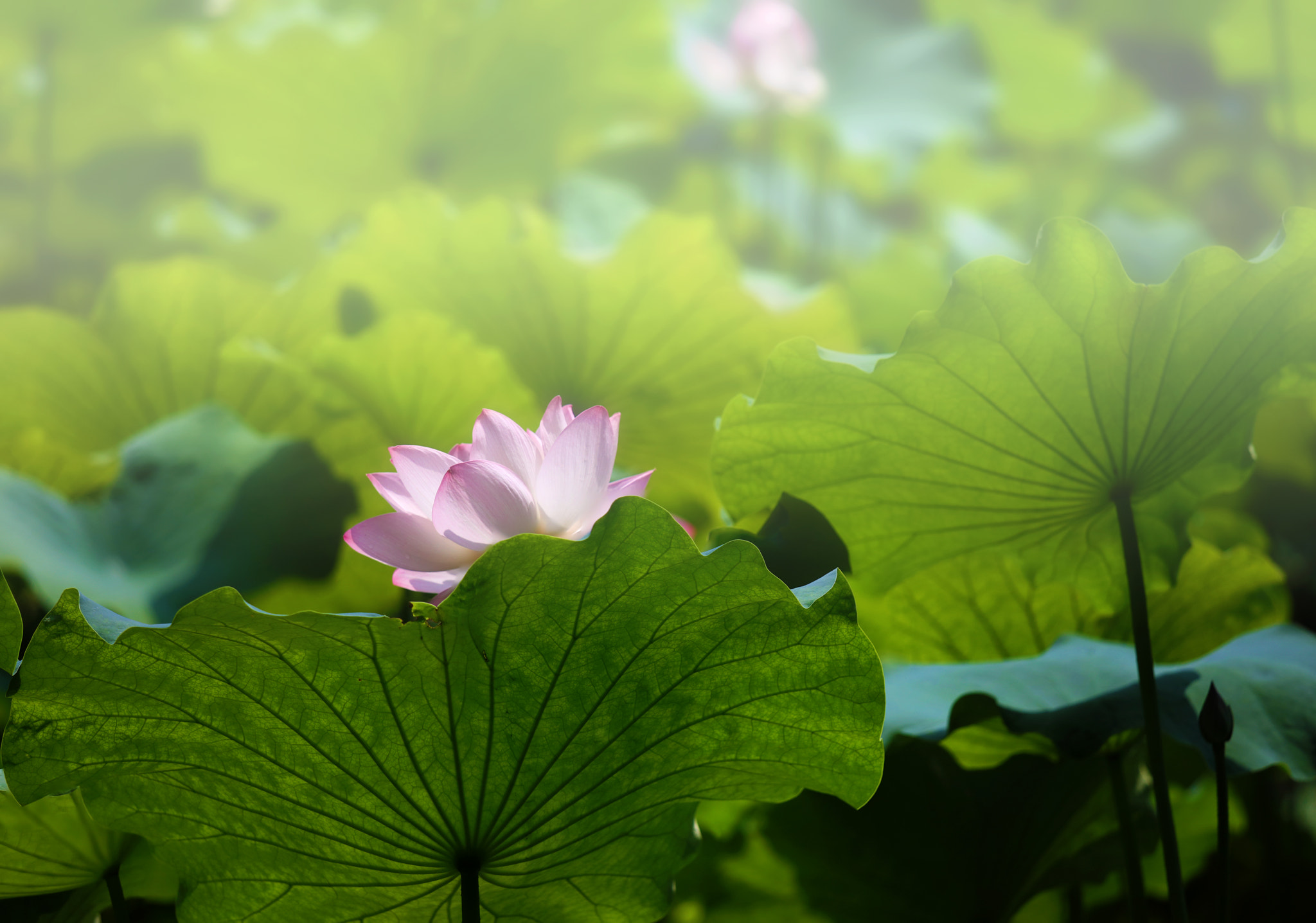 Canon EOS 5DS + Canon EF 70-200mm F4L IS USM sample photo. 1d0a1956.jpg photography