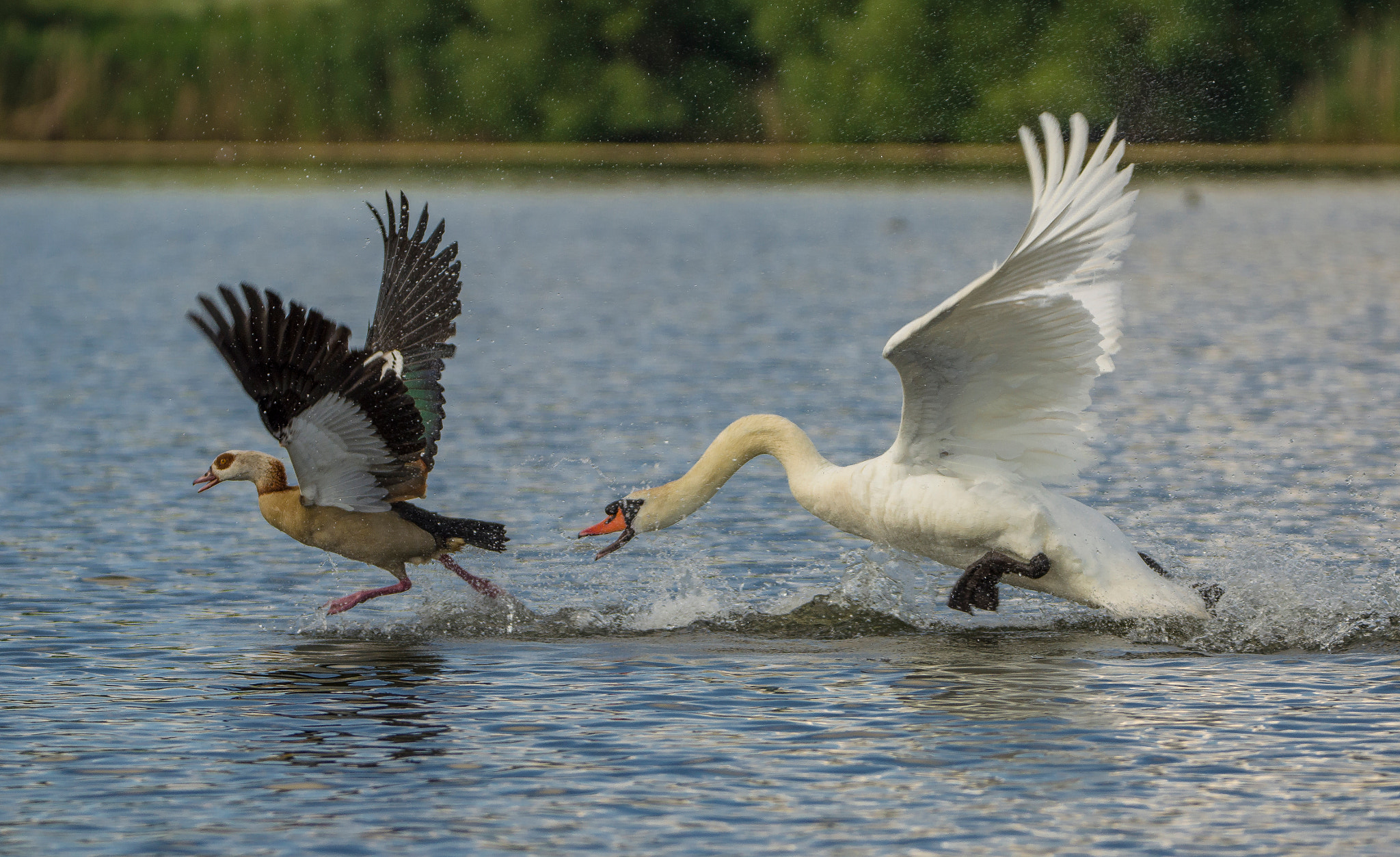 Sigma 150-600mm F5-6.3 DG OS HSM | C sample photo. Race across the water photography