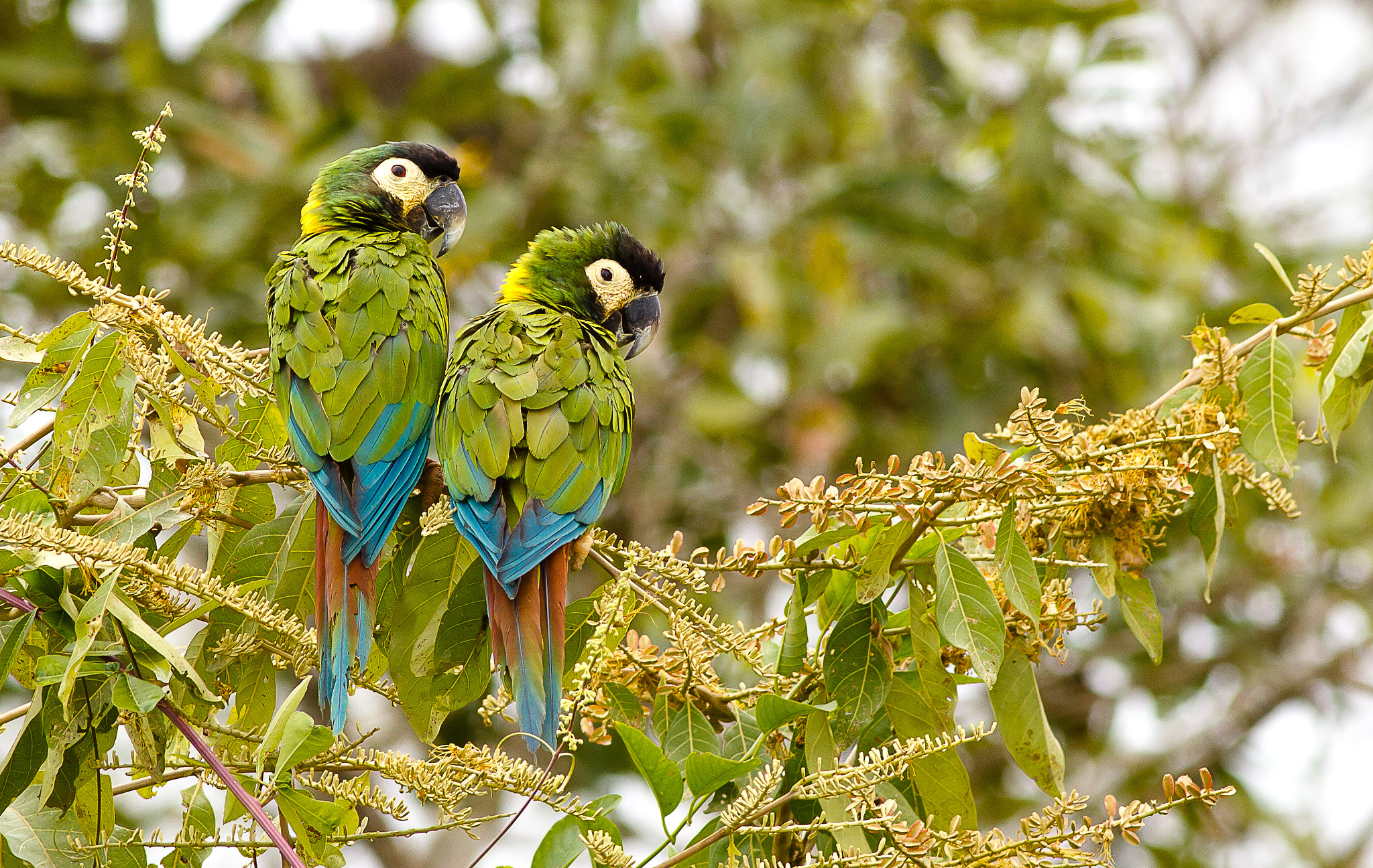 Canon EOS 550D (EOS Rebel T2i / EOS Kiss X4) + Canon EF 400mm F5.6L USM sample photo. Primolius auricollis (yellow-collared macaw) photography