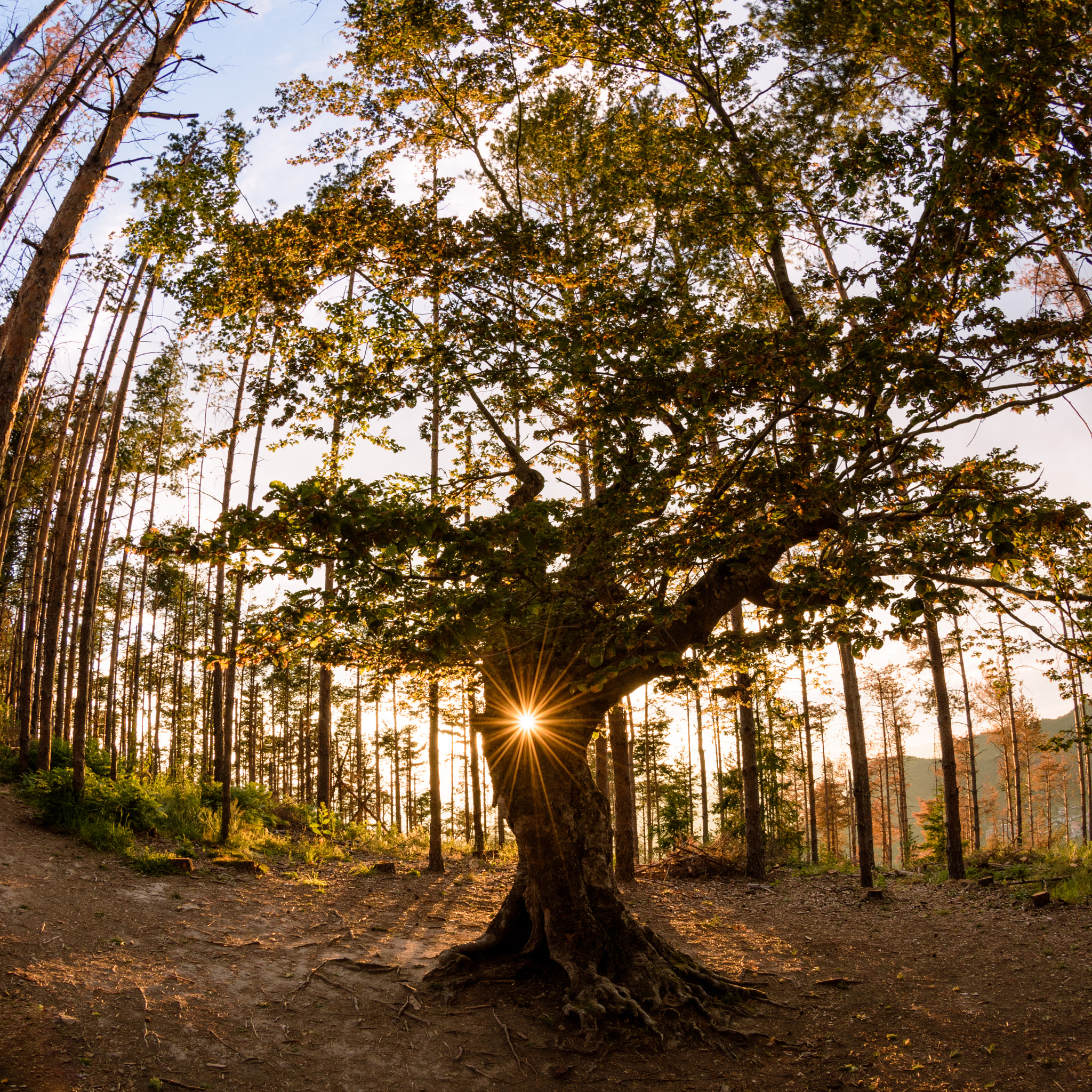 Nikon AF DX Fisheye-Nikkor 10.5mm F2.8G ED sample photo. The tree photography