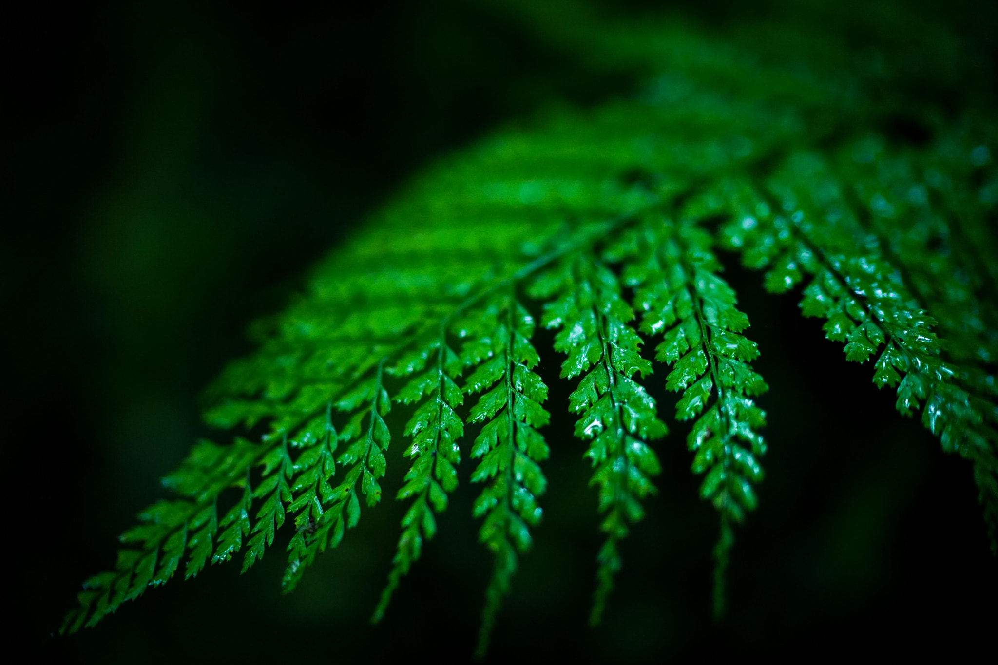 Sony a7 + Sony Distagon T* FE 35mm F1.4 ZA sample photo. Fern photography