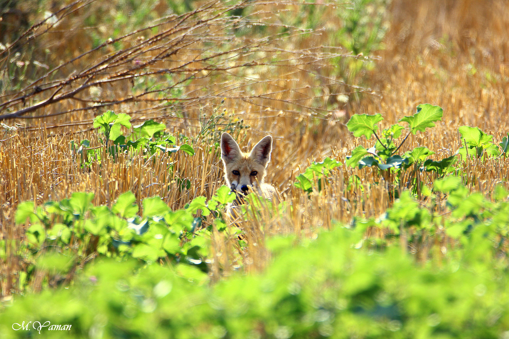 Tamron SP 150-600mm F5-6.3 Di VC USD sample photo. Fox - kızıl tilki photography