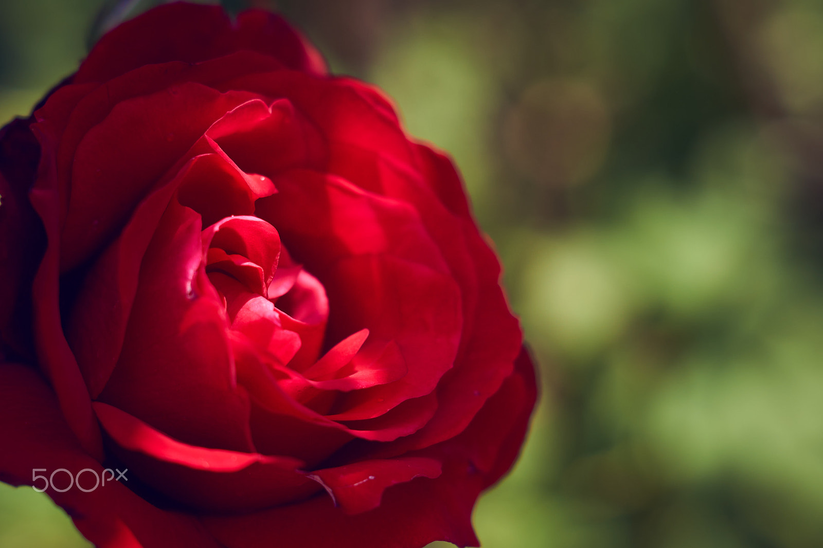 Sony DT 50mm F1.8 SAM sample photo. Red rose photography