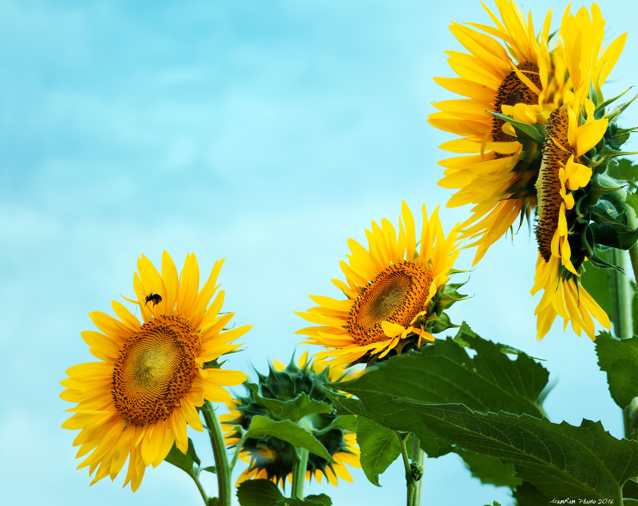 Phase One P65+ sample photo. Sweetty sunflower photography