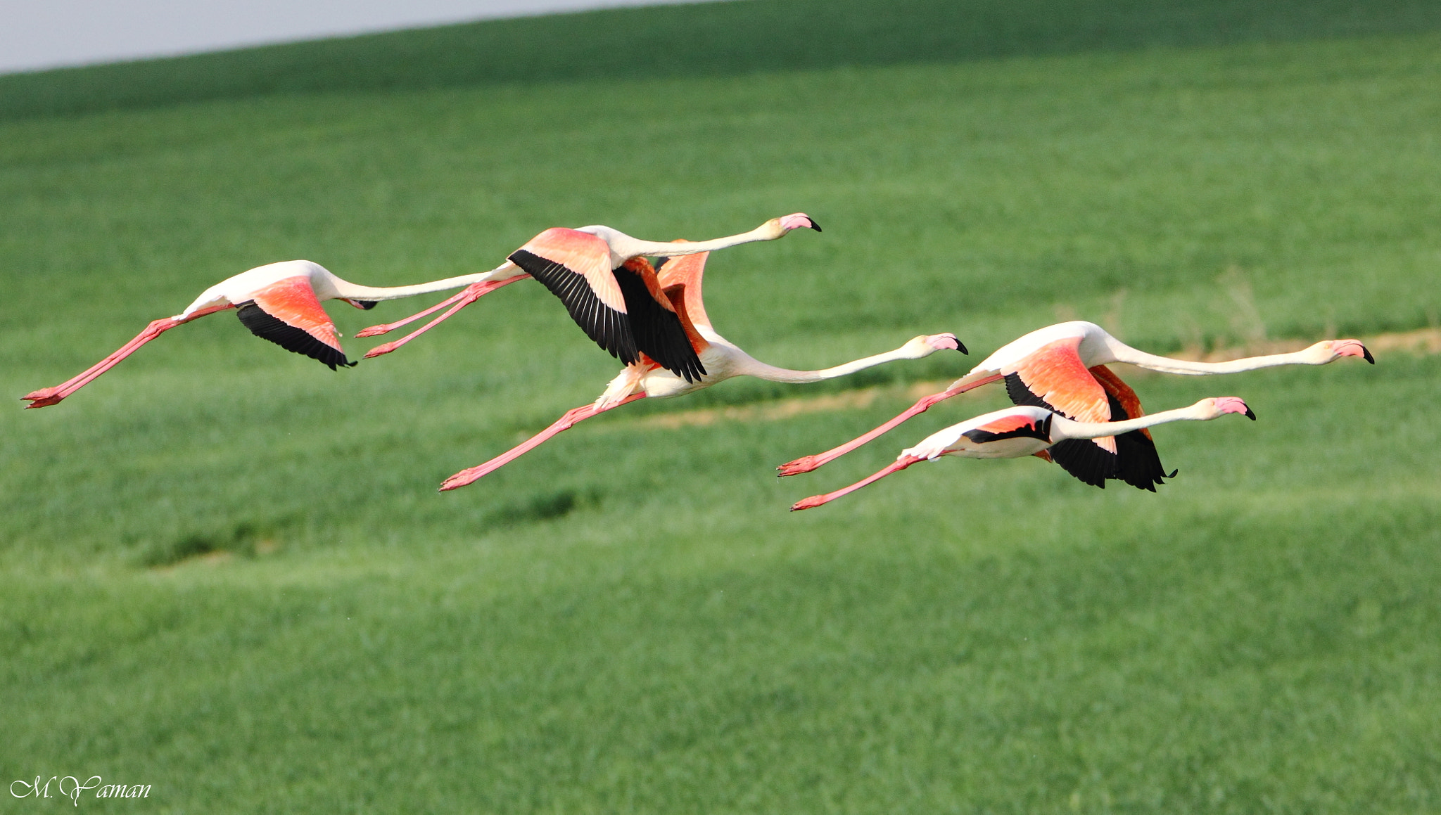 Tamron SP 150-600mm F5-6.3 Di VC USD sample photo. Flamingos photography