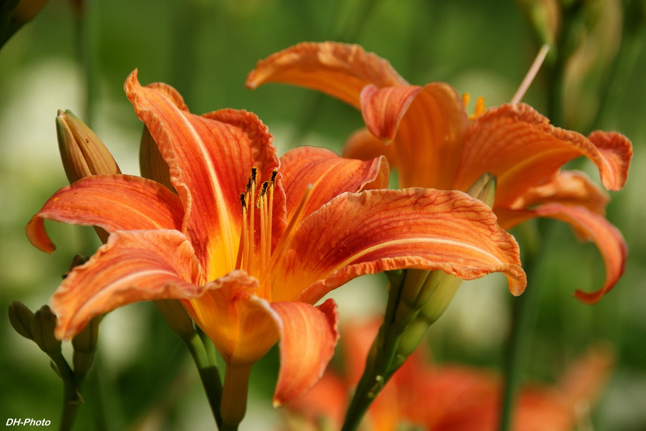 Sony Alpha DSLR-A300 sample photo. Lilies - the flower of kings_04 photography