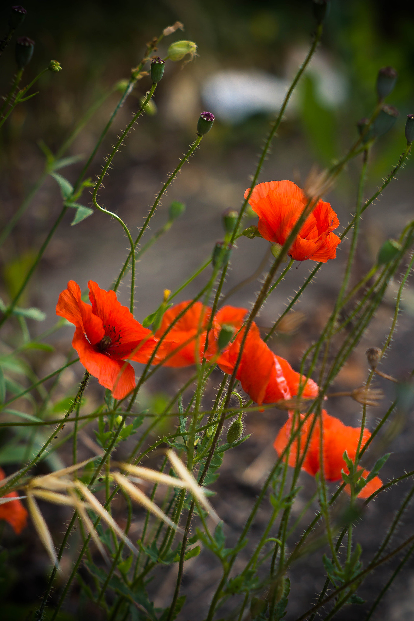 Canon EF 35-80mm f/4-5.6 sample photo