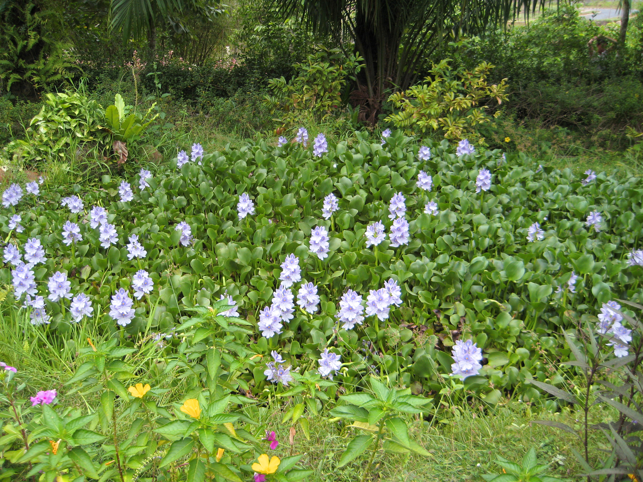 Canon PowerShot ELPH 115 IS (IXUS 132 / IXY 90F) sample photo. My beautiful garden photography