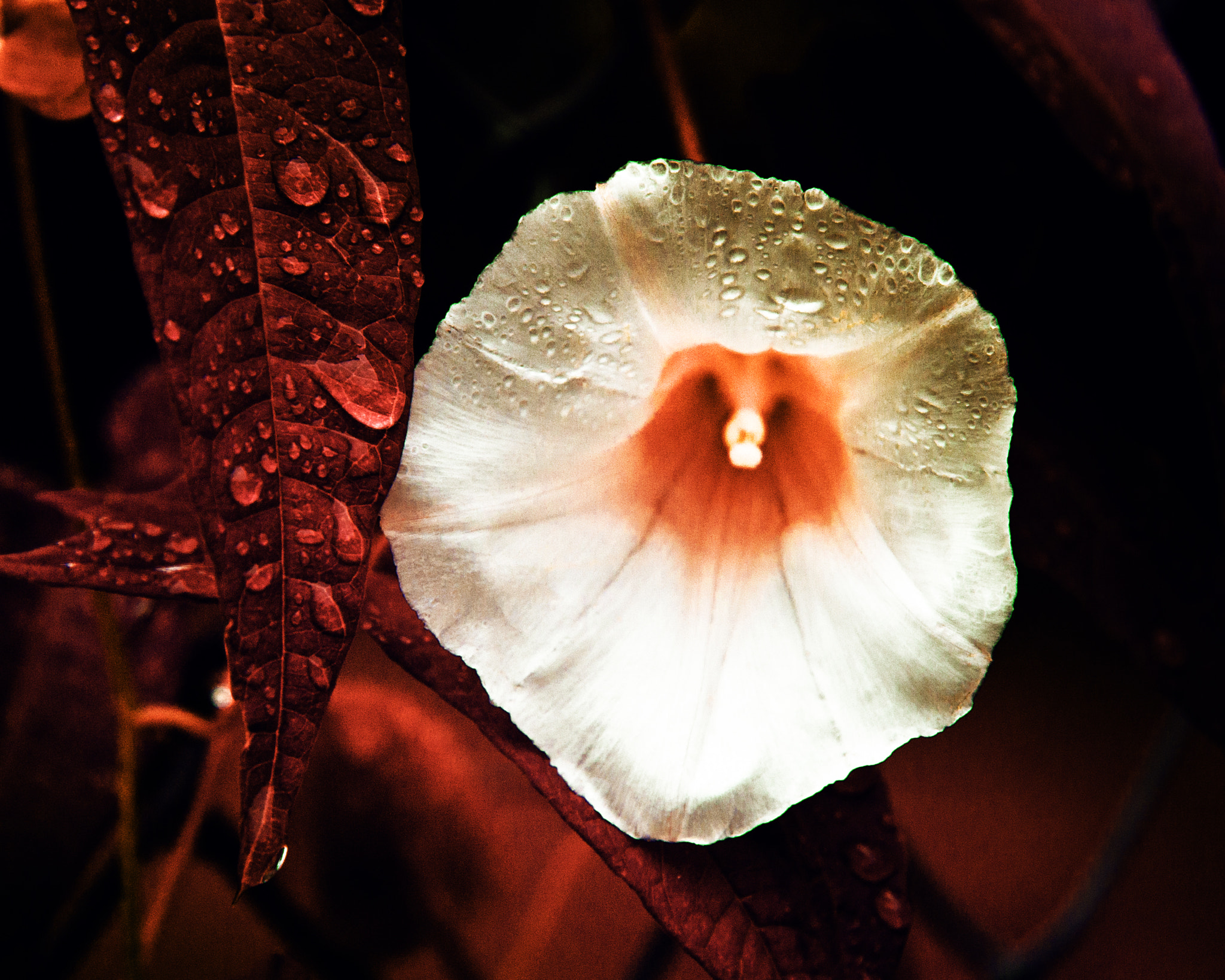 Canon EF-S 17-85mm F4-5.6 IS USM sample photo. Glorious mornings, notorious afternoons photography
