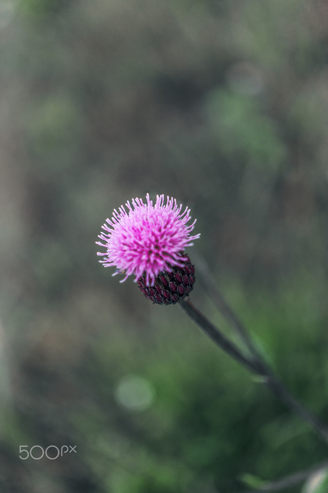 Sony Alpha NEX-5 + Sony E 30mm F3.5 Macro sample photo. Watercolor stains photography