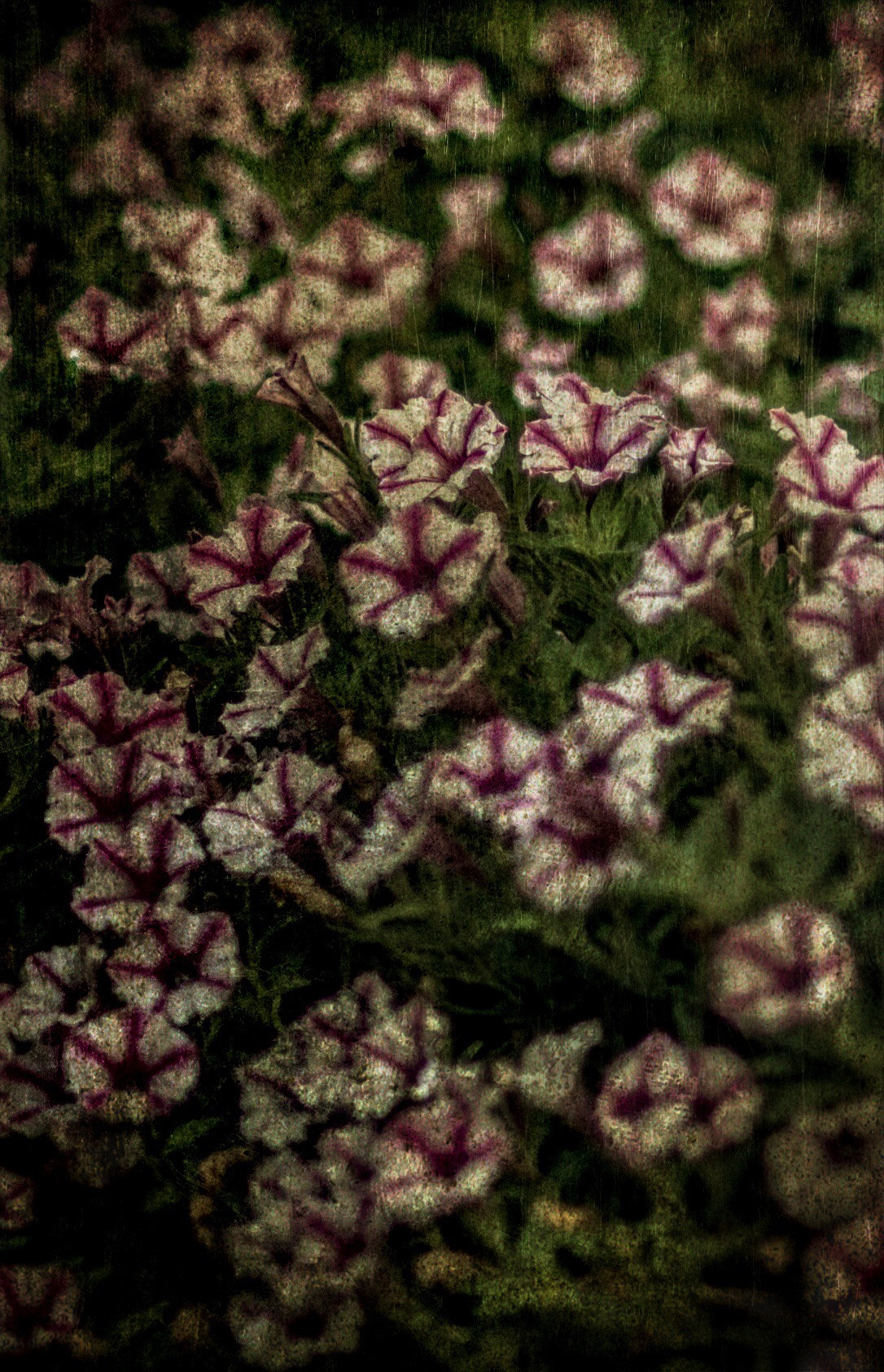 Pentax K-5 IIs sample photo. *** photography