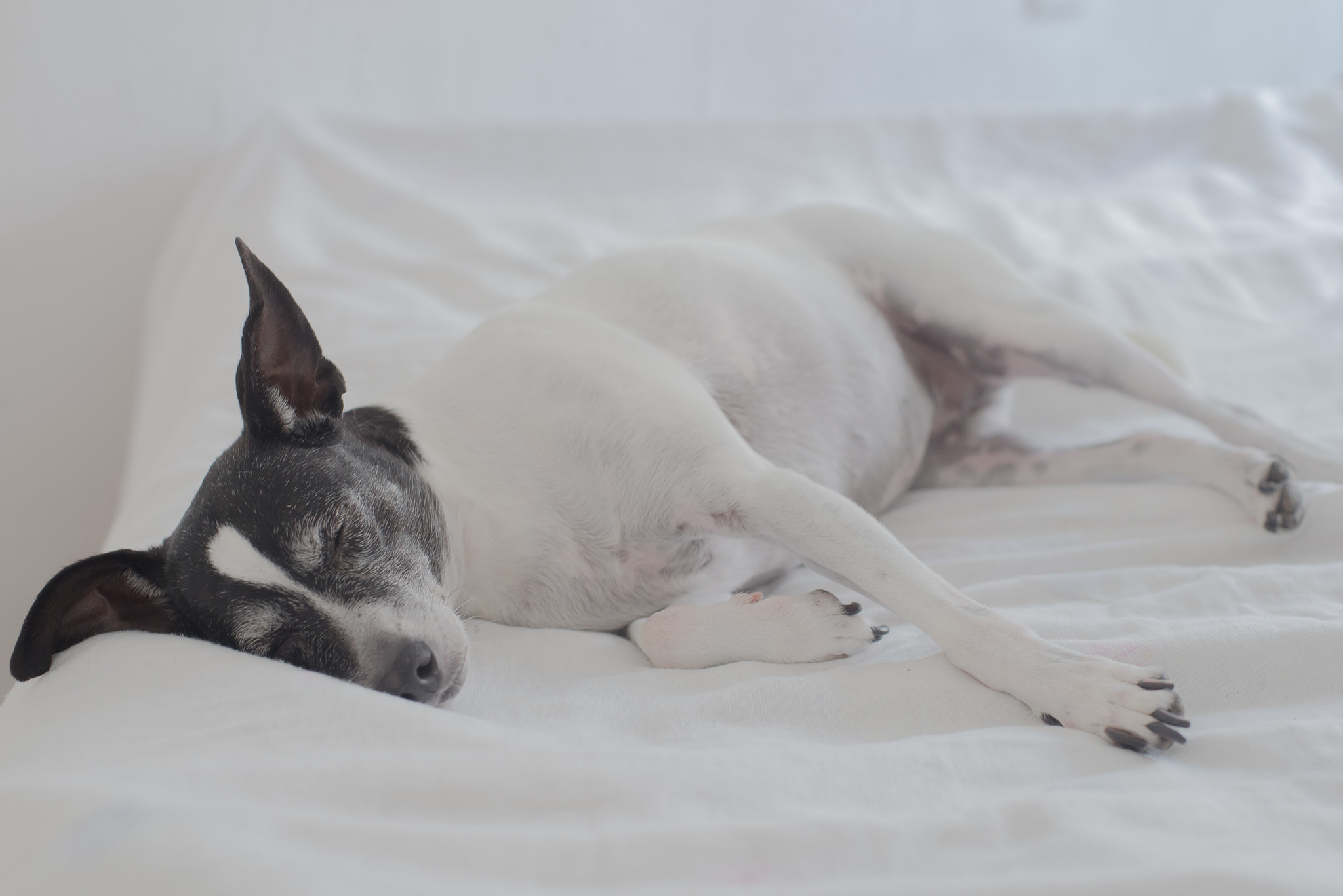 Nikon D610 + AF Nikkor 50mm f/1.4 sample photo. Piru zzz photography