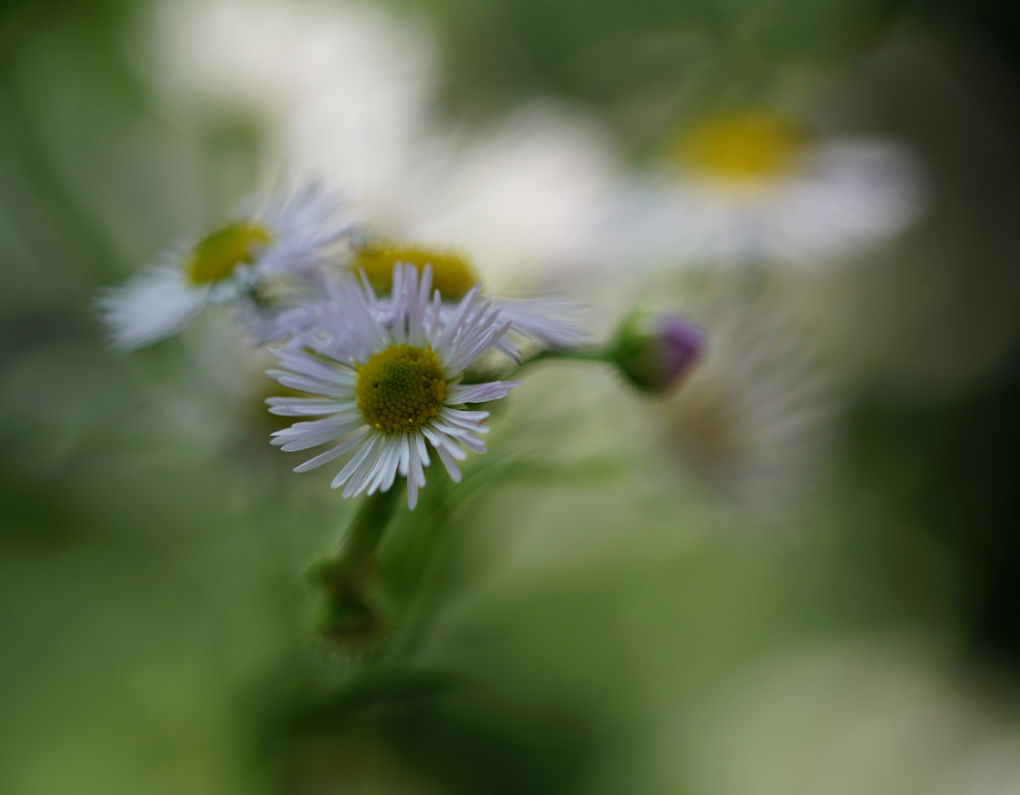 Sony a7R II + 105mm F2.8 sample photo. A wish photography