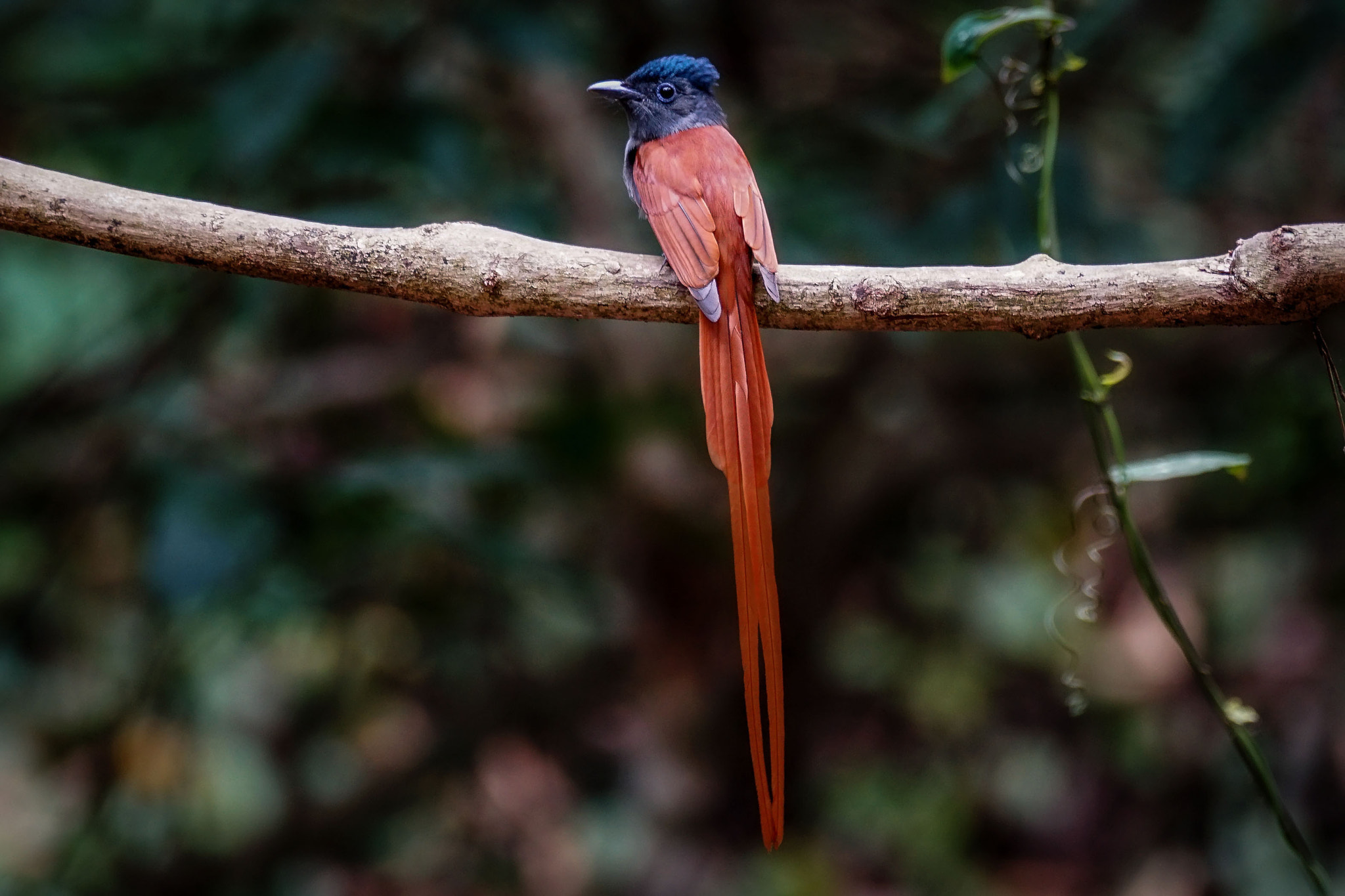 Sony 70-300mm F4.5-5.6 G SSM sample photo. Asian paradise-flycatcher (male) photography
