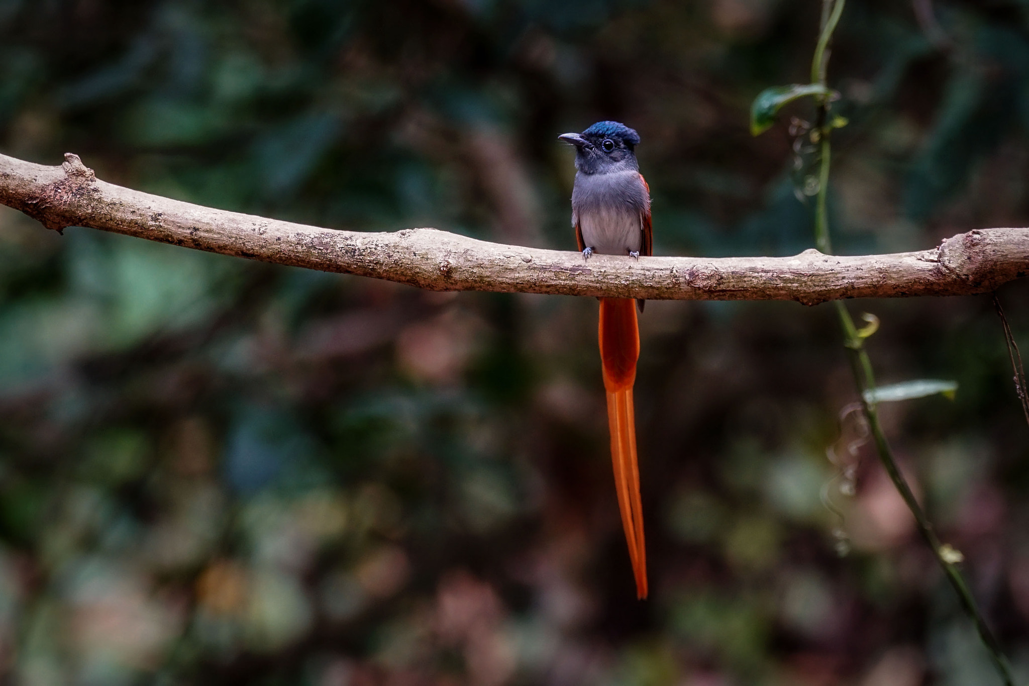 Sony 70-300mm F4.5-5.6 G SSM sample photo. Asian paradise-flycatcher (male) photography