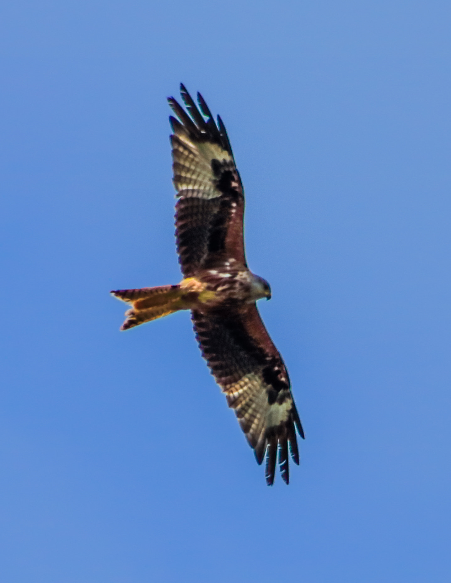 Canon EOS 750D (EOS Rebel T6i / EOS Kiss X8i) + EF75-300mm f/4-5.6 sample photo. Red kite photography