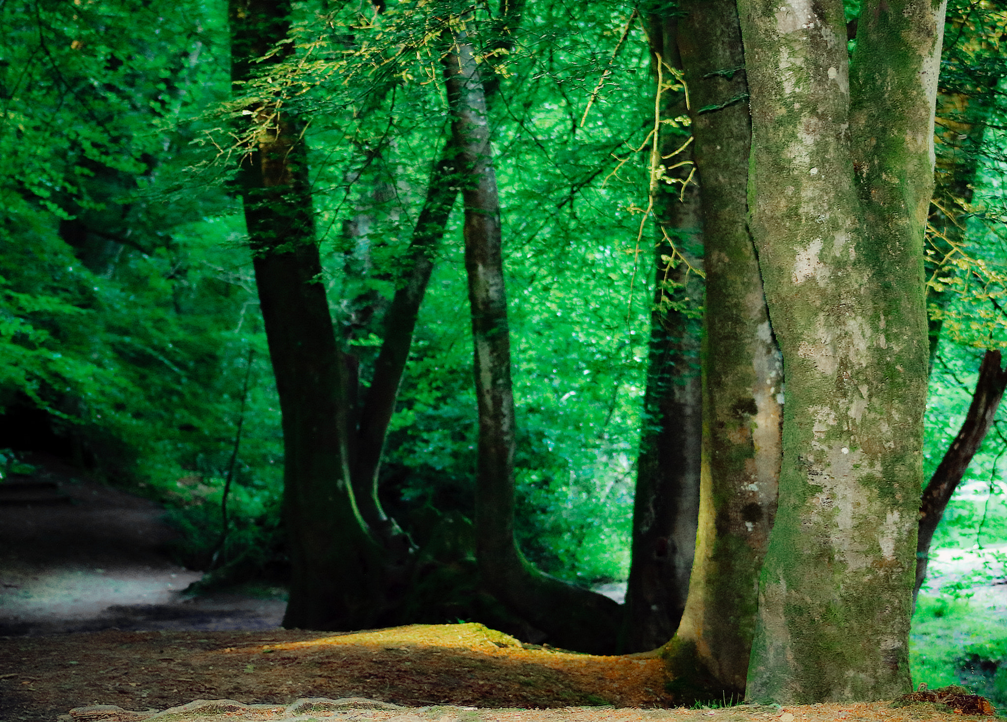 Canon EOS 750D (EOS Rebel T6i / EOS Kiss X8i) + EF75-300mm f/4-5.6 sample photo. Naturally lit woodland photography