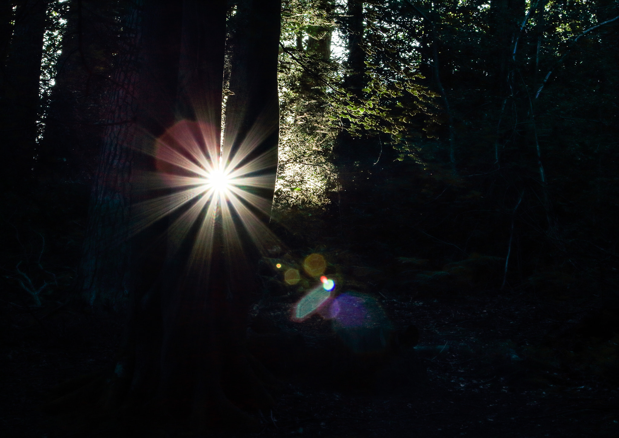 Canon EOS 750D (EOS Rebel T6i / EOS Kiss X8i) + EF75-300mm f/4-5.6 sample photo. Woodland rays photography