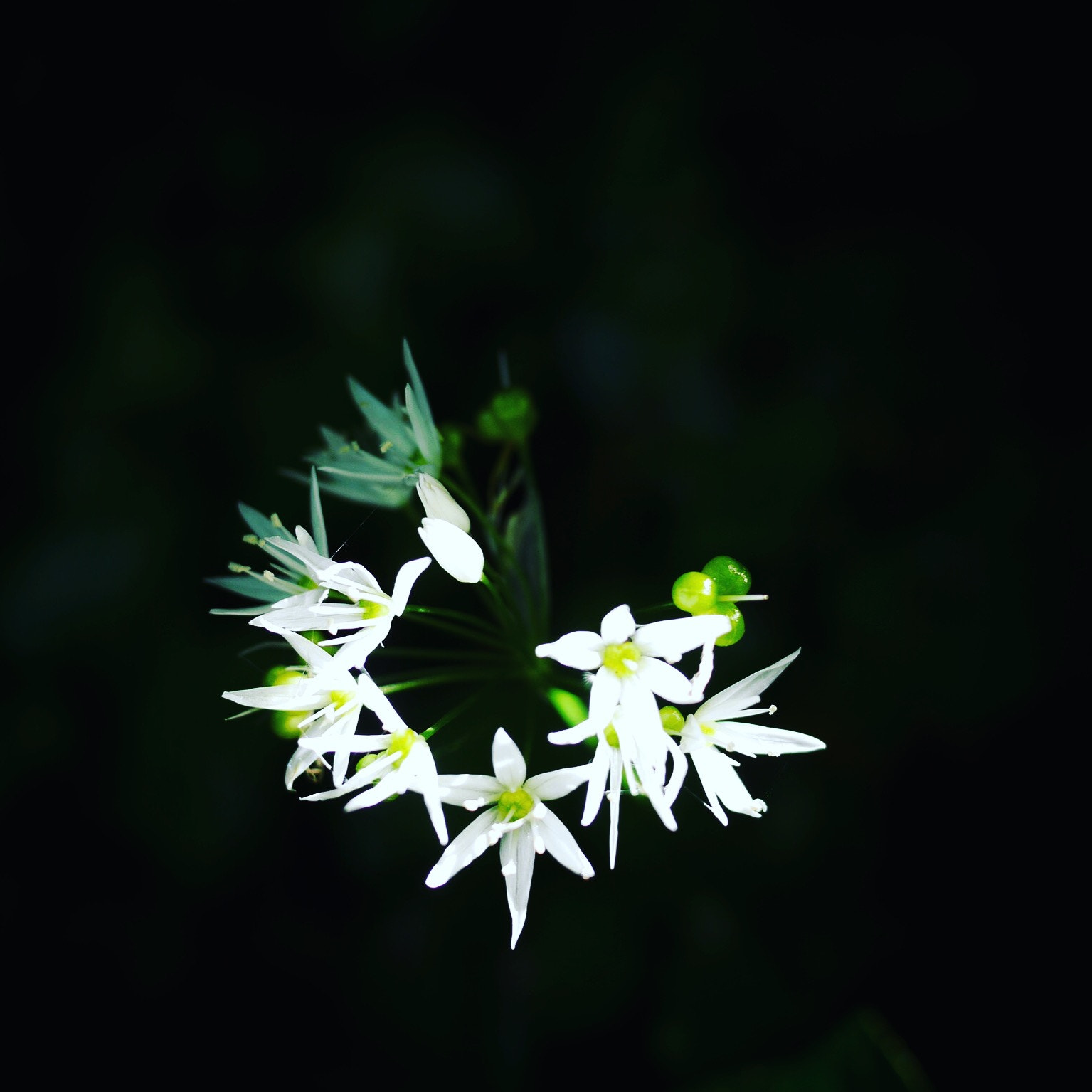 Panasonic Lumix DMC-GM1 + Panasonic Lumix G 20mm F1.7 ASPH sample photo. Wild garlic photography