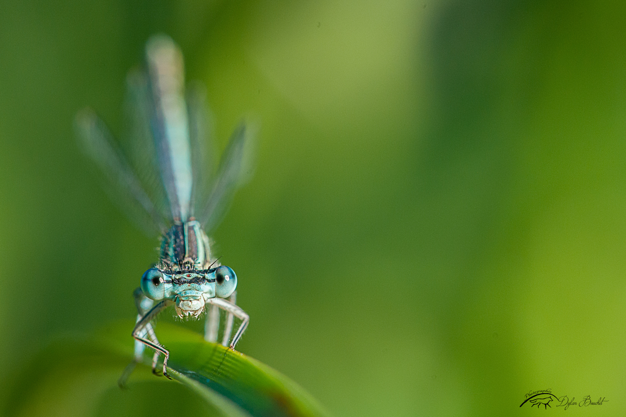 Sigma 150mm F2.8 EX DG Macro HSM sample photo. Face to face photography