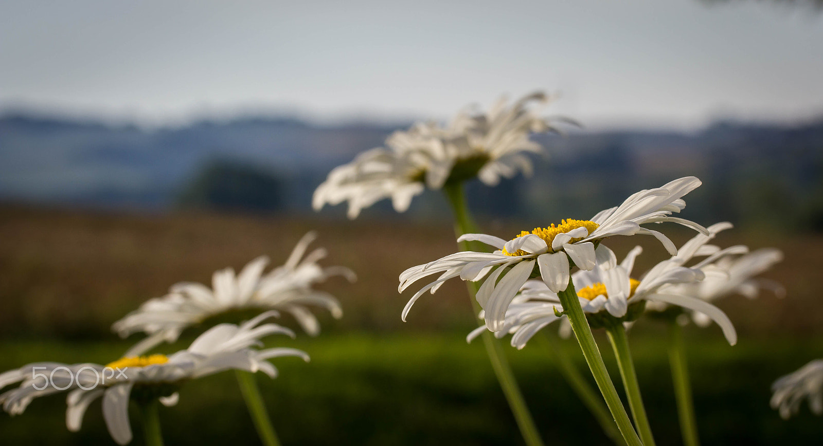 Canon EF-S 60mm F2.8 Macro USM sample photo. Daisy photography