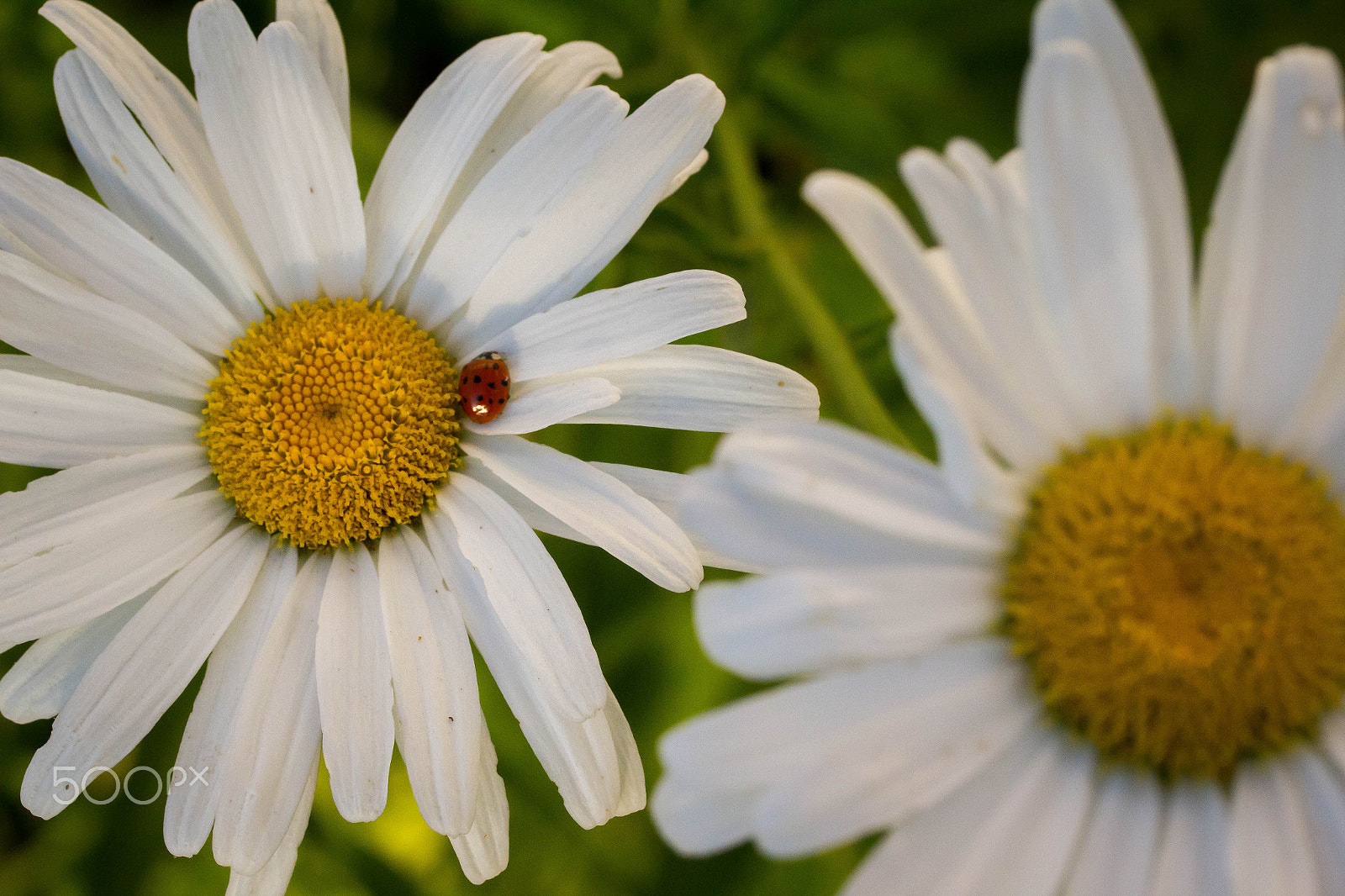 Canon EF-S 60mm F2.8 Macro USM sample photo. Ladybug photography