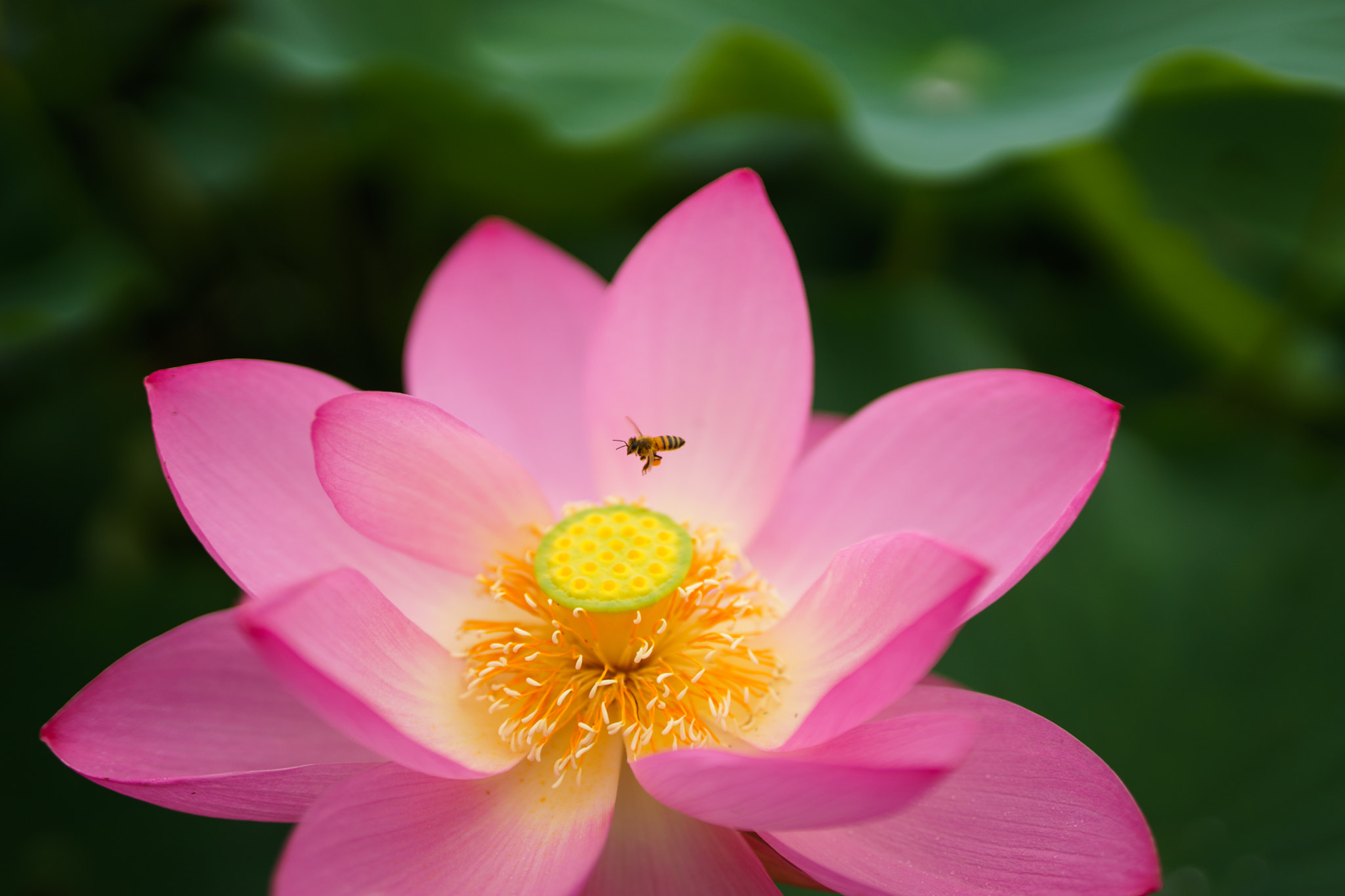 Sony a7 + E 50mm F1.4 sample photo. Lotus photography