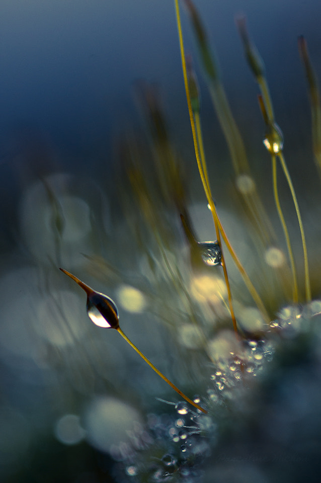 Pentax K-r + Sigma sample photo. Rainy day photography