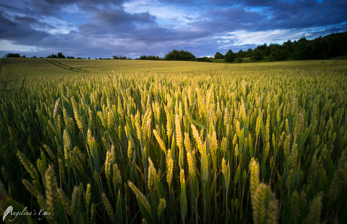 16-35mm F4 G SSM OSS sample photo. Waiting for the cutting photography